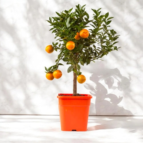 Citrus myrtifolia con piccole foglie lucide e frutti arancioni