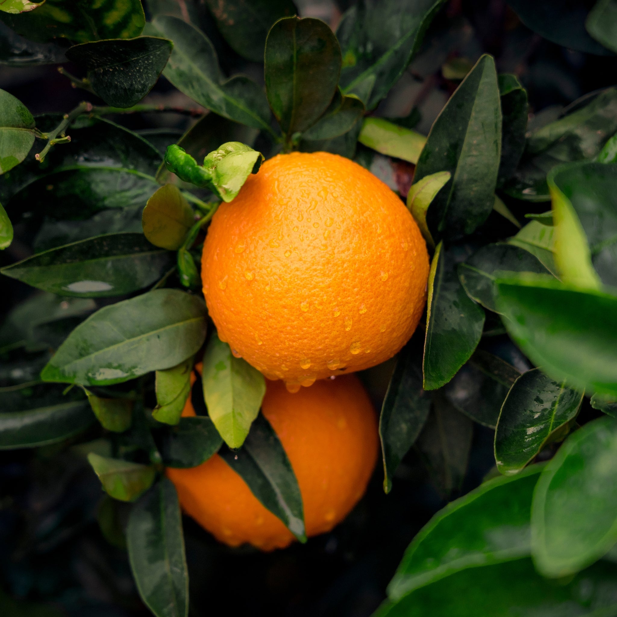 Primo piano di frutti di arancio Valencia
