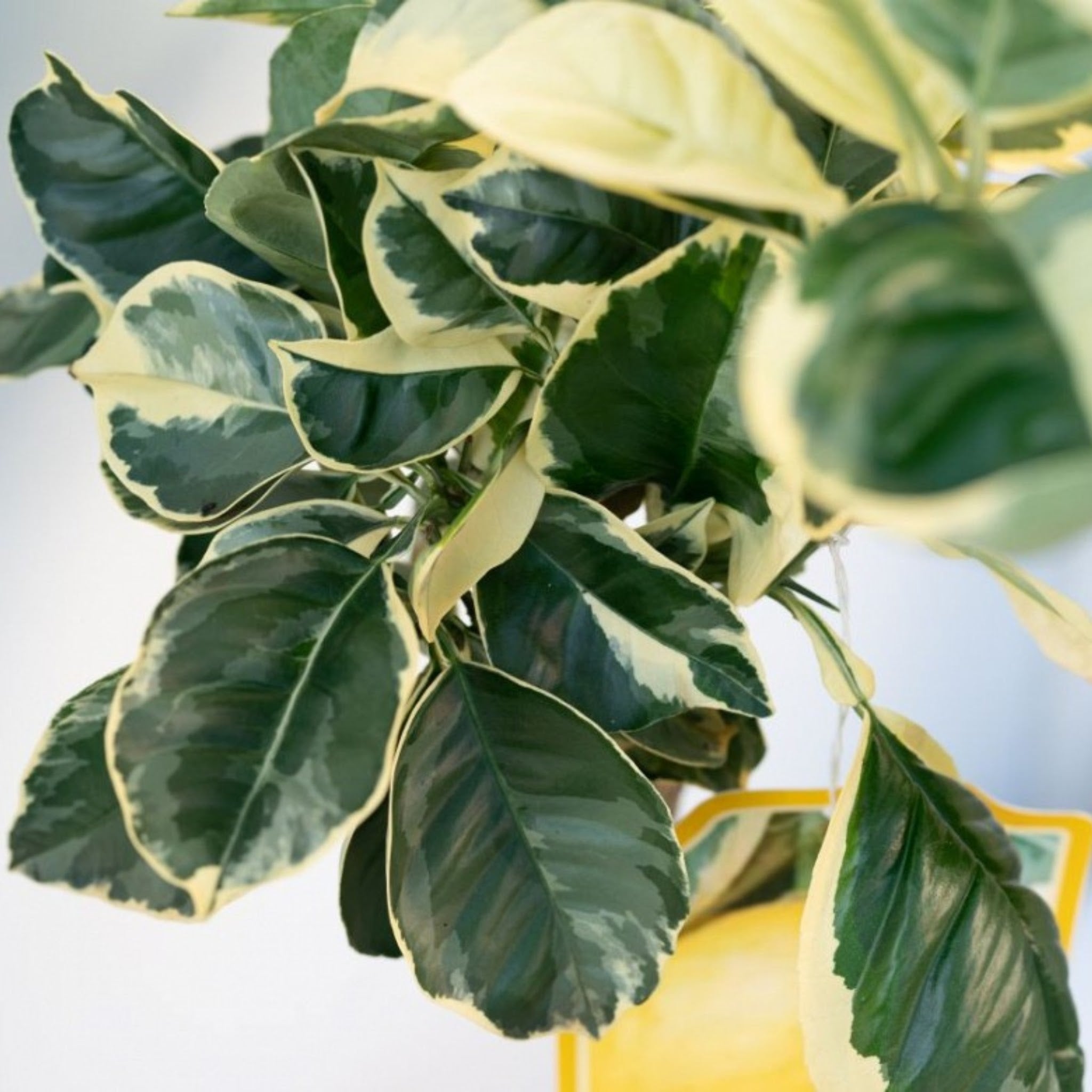 Dettaglio foglie variegate verde e crema di Citrus sinensis Variegata