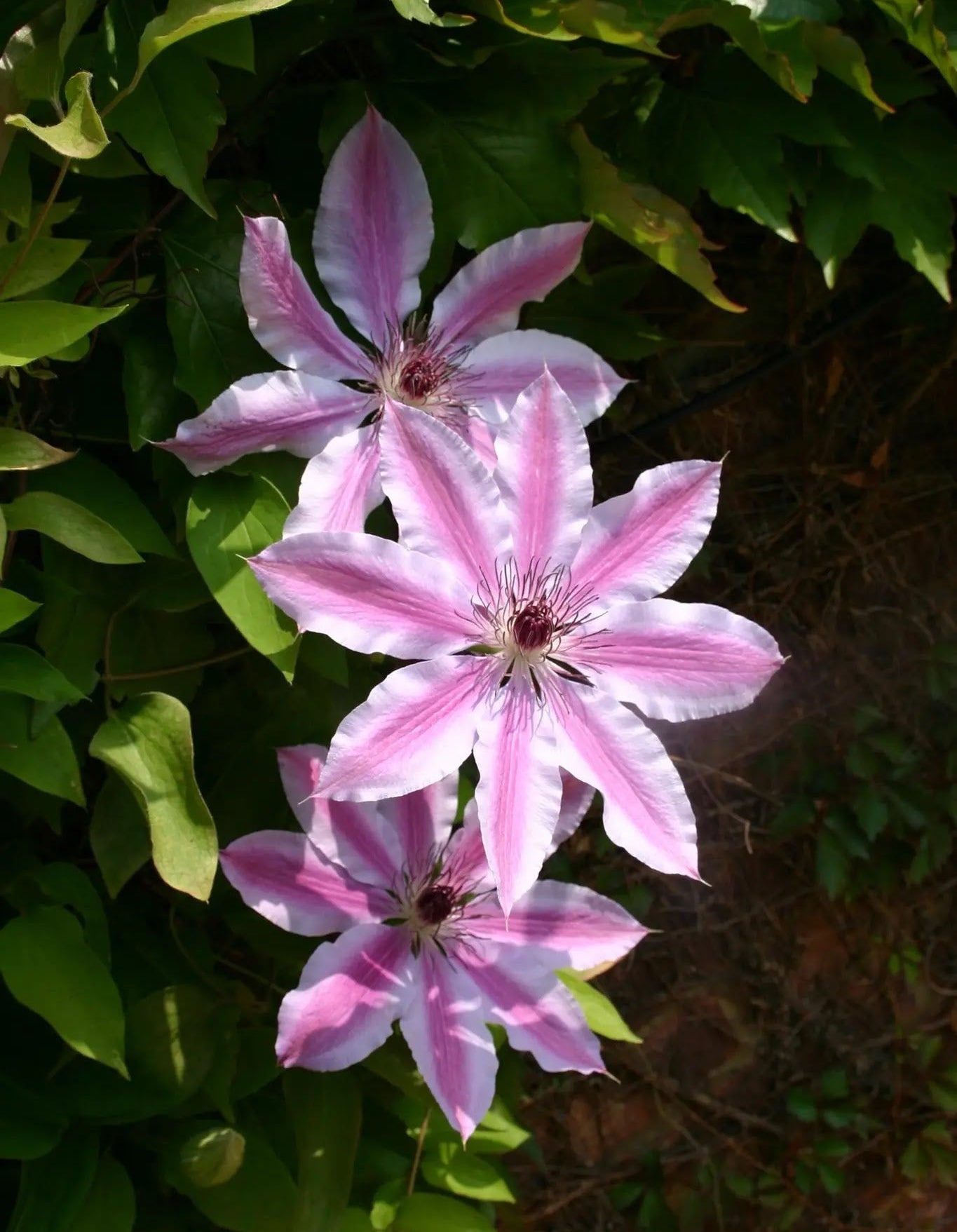 Clematis Nelly Moser rampicante con fiori rosa striati in giardino
