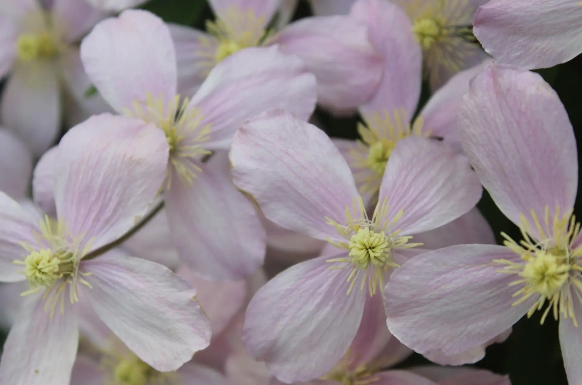 Fiori rosa chiaro di Clematis Rubens