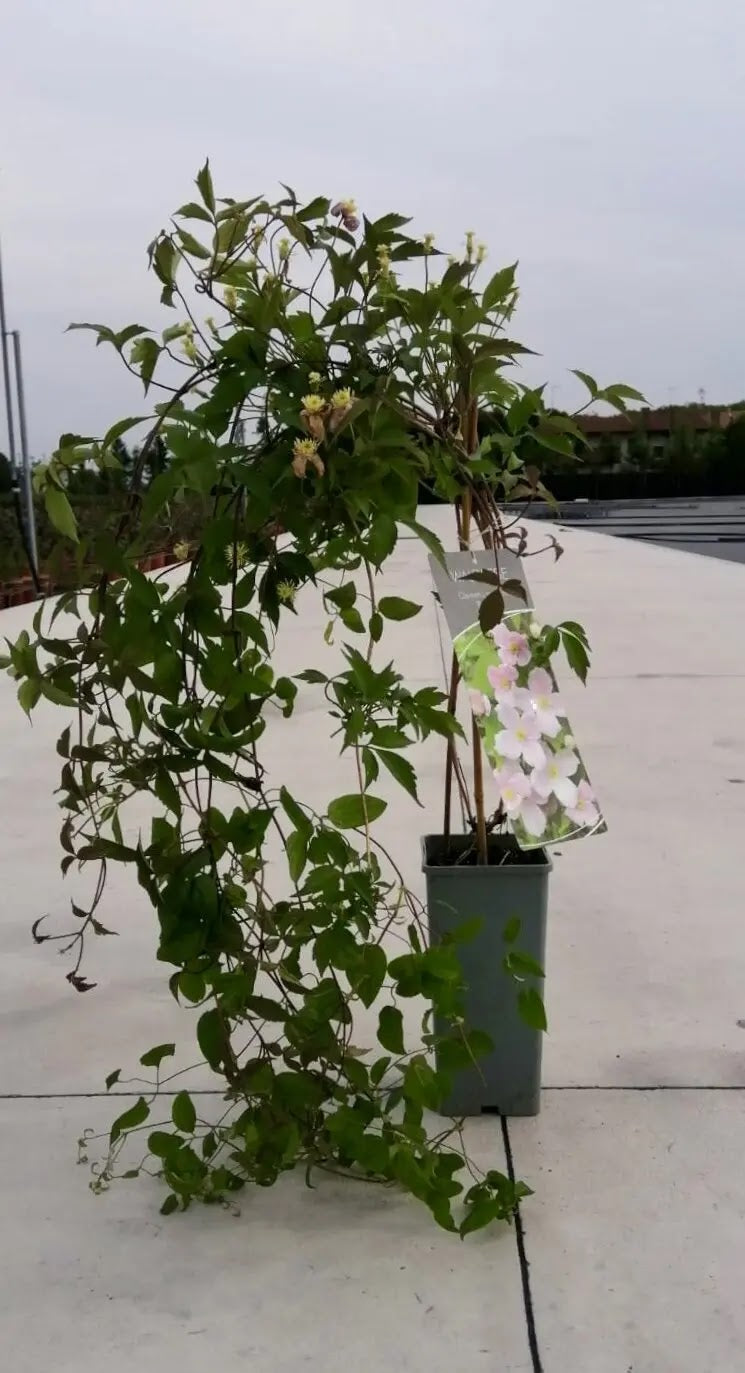 Pianta di Clematis Rubens in vaso