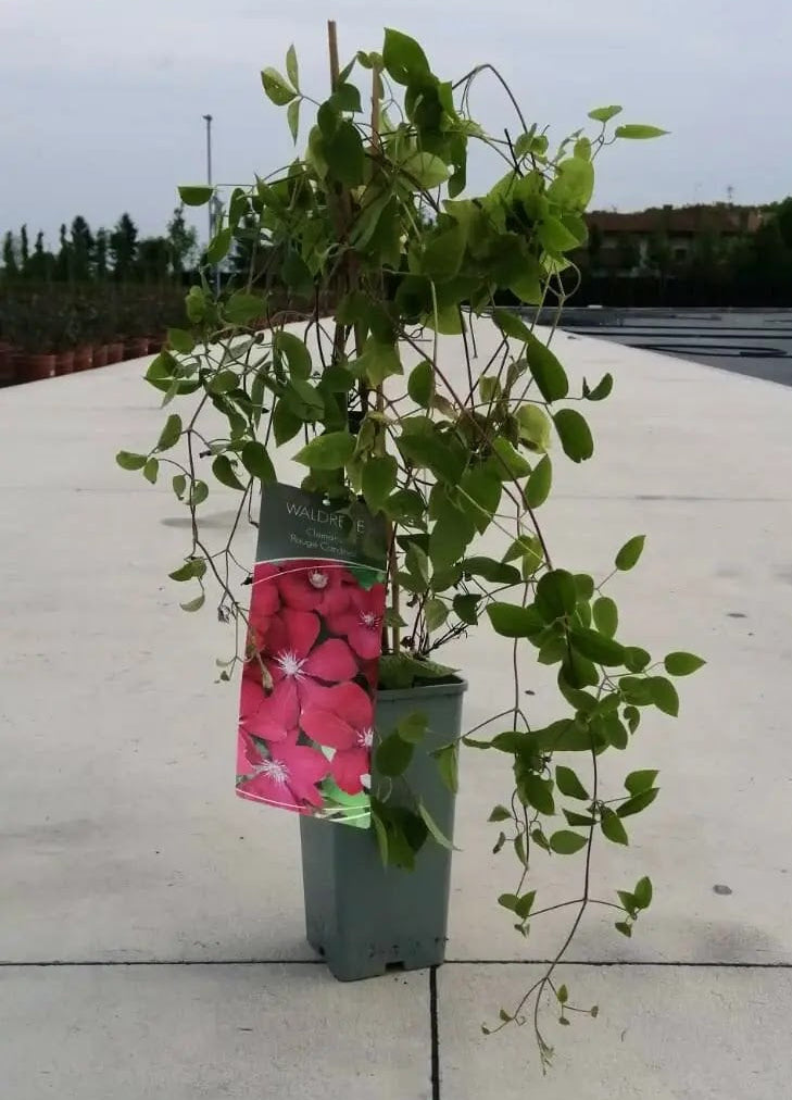 Pianta di Clematis Rouge Cardinal in vaso