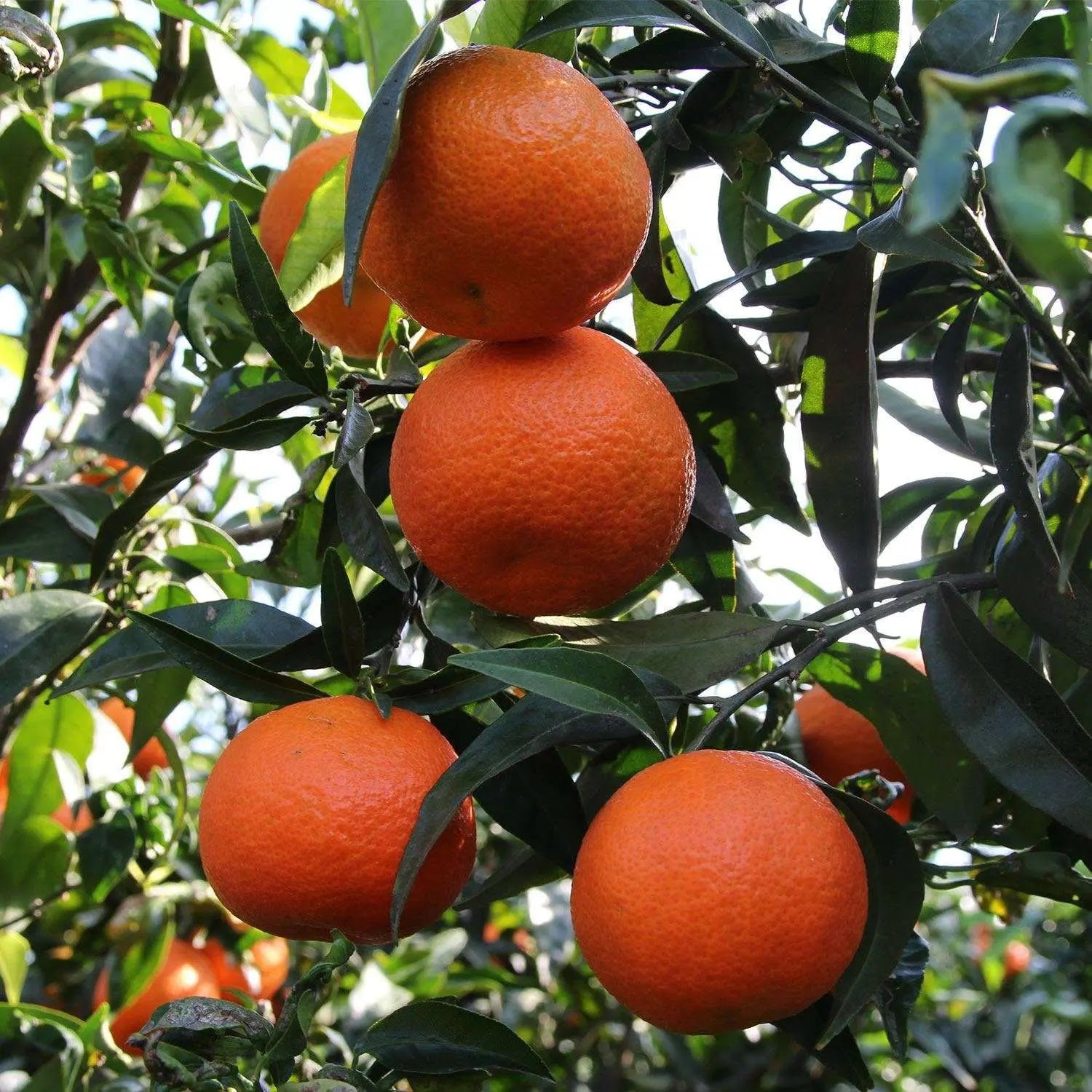 Clementino Citrus clementina con frutti arancioni maturi e fogliame verde lucido in giardino