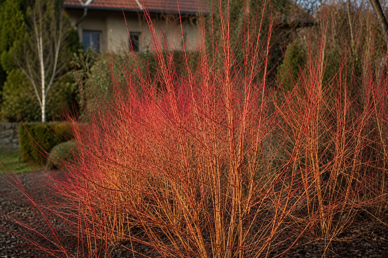 Corniolo - Cornus 'Midwinter Fire' in giardino