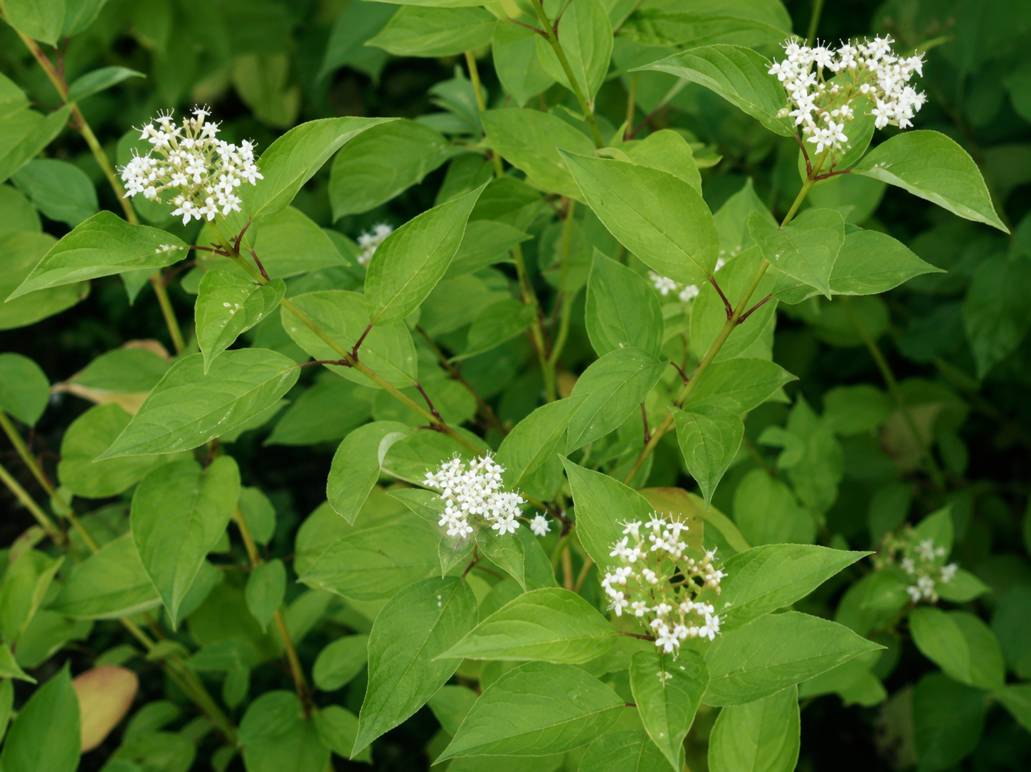 Corniolo - Cornus 'Stol. Flaviramea' dettaglio ravvicinato