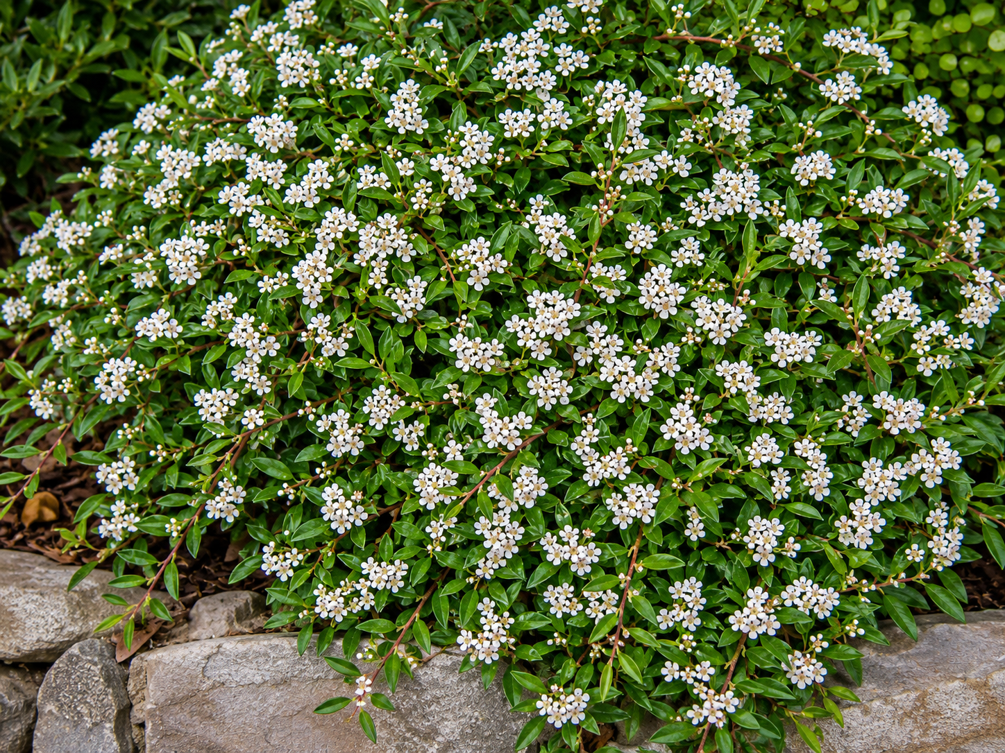 Cotoneaster salicifolius 'Repens' in fiore