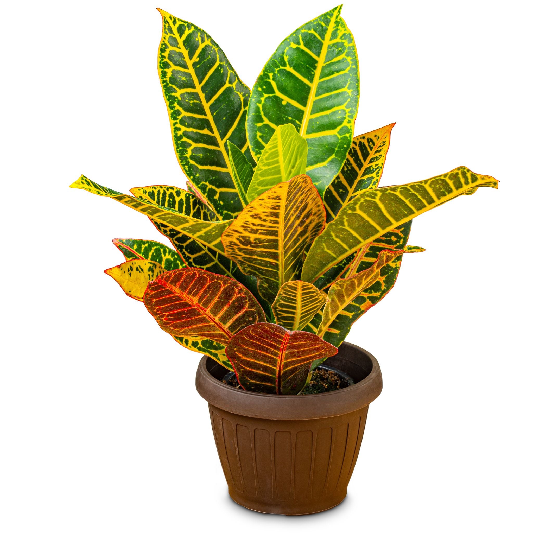 Pianta di Croton Mrs. Iceton ornamentale