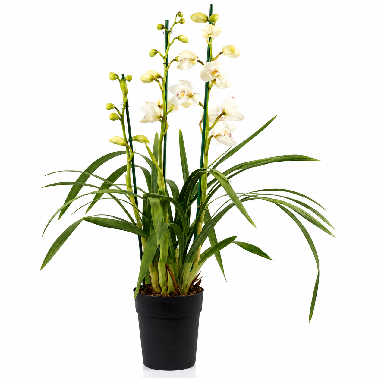 Cymbidium white