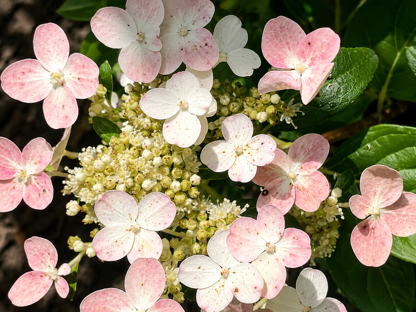 Fiori rosa e bianchi di Ortensia Polestar