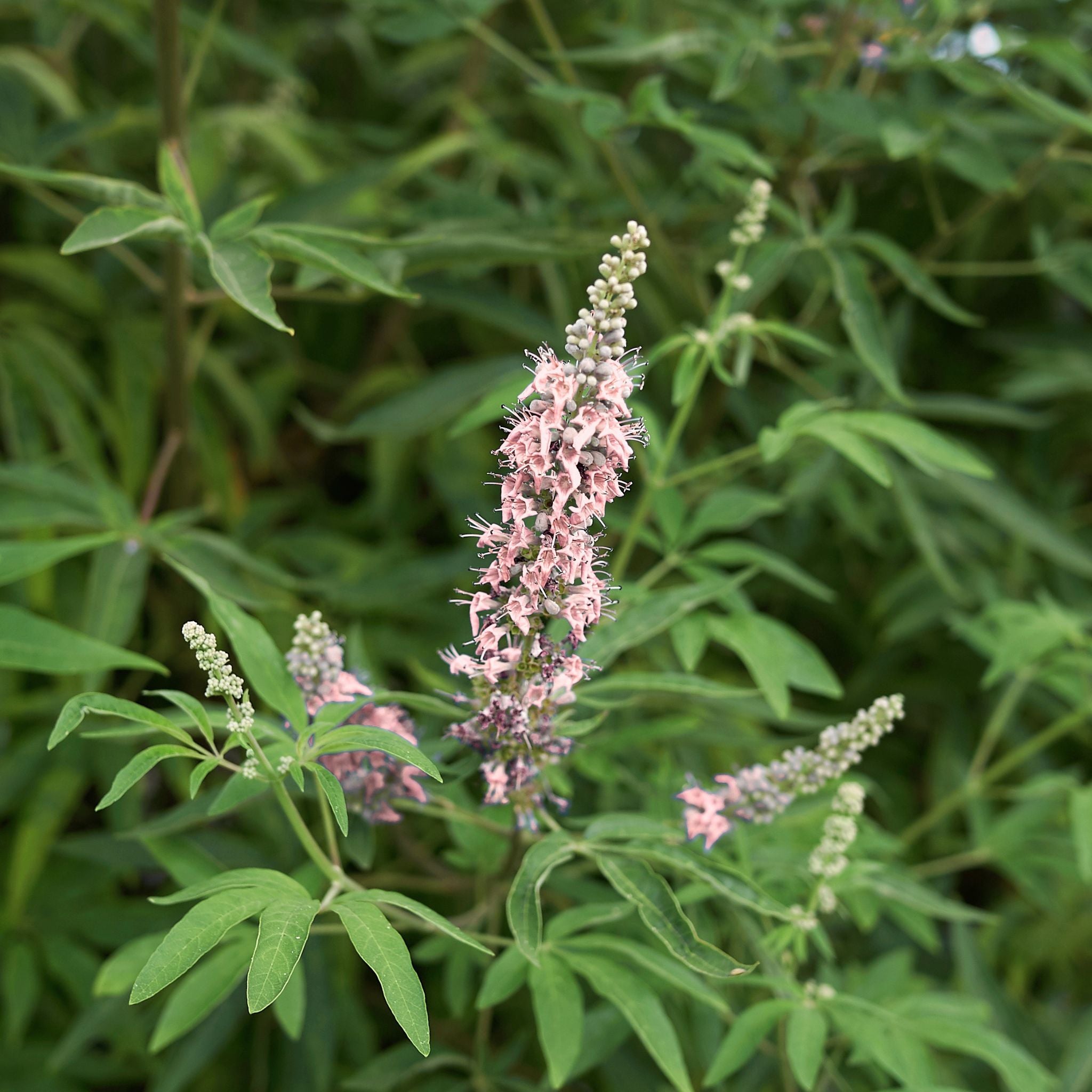 Fioritura rosa di Vitex Pink Pinnacle