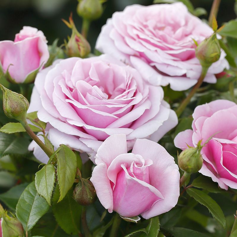Dettaglio di fiore della rosa Pacific Blue con petali rosa-lilla