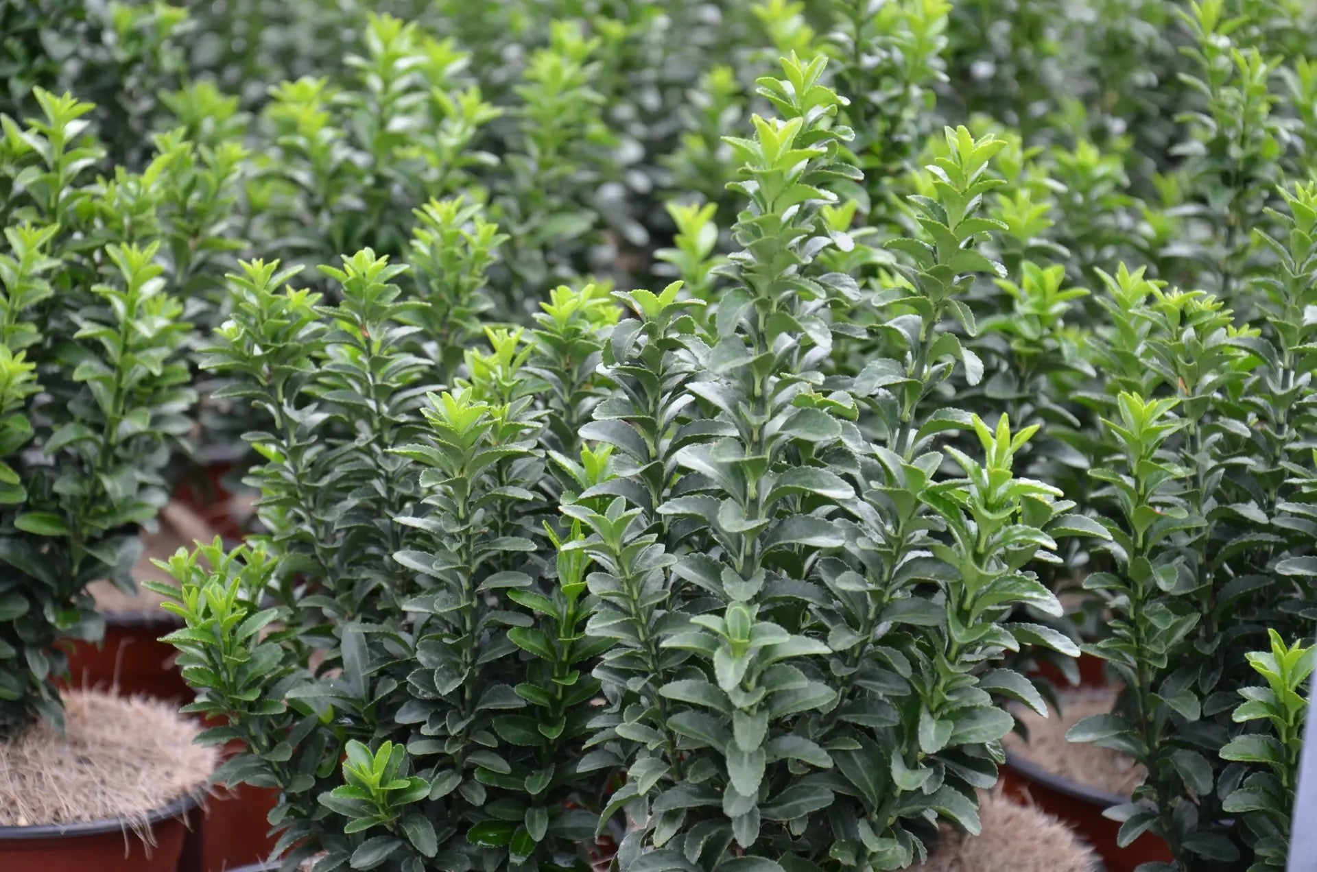 Evonimo - Euonymus japonicus 'Benkomasaki' dettaglio foglie