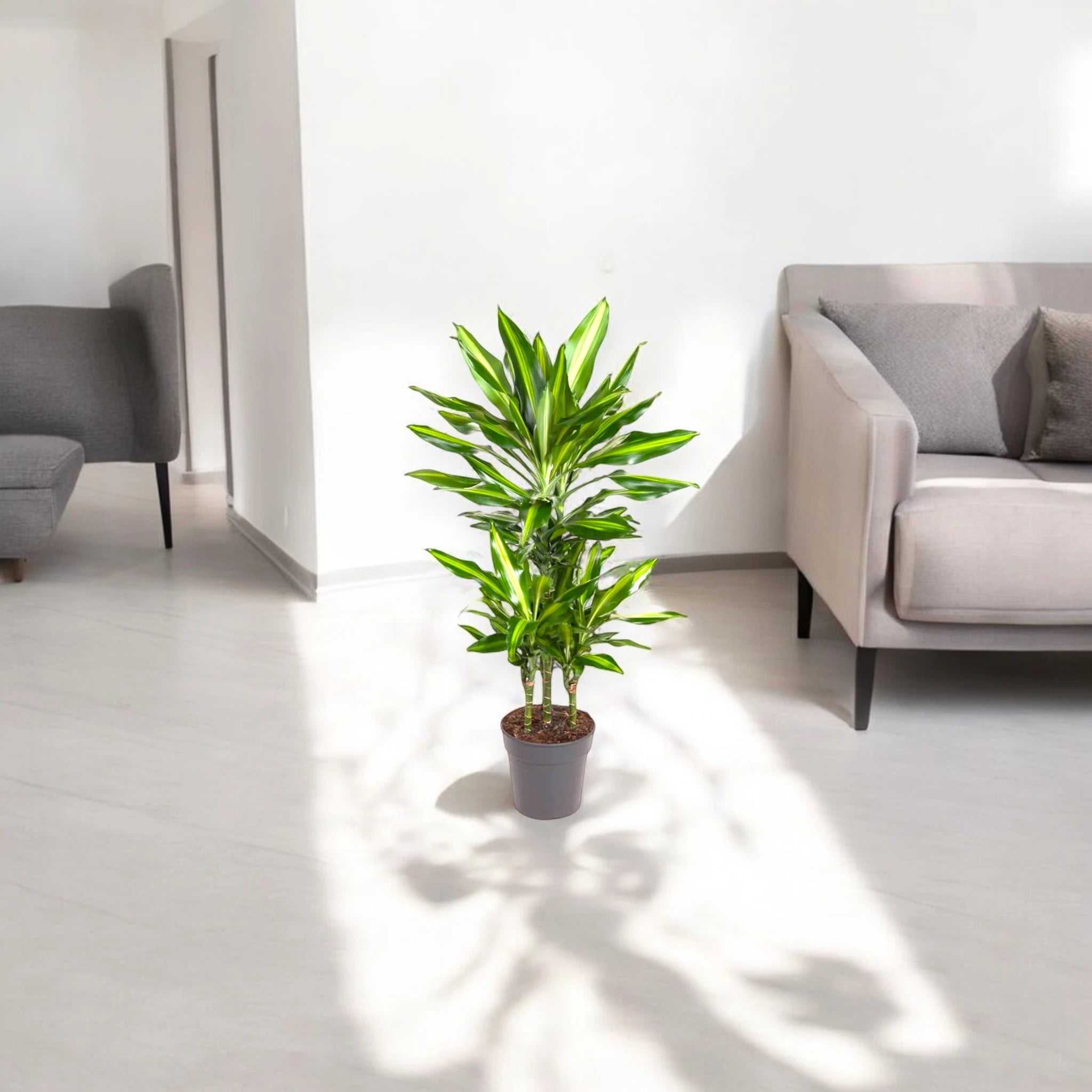 Dracaena fragrans Cintho da appartamento