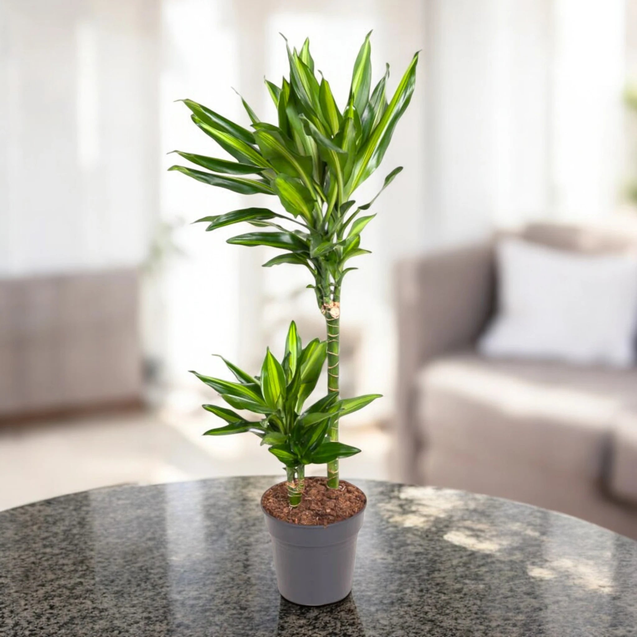 Dracaena fragrans Cintho ornamentale
