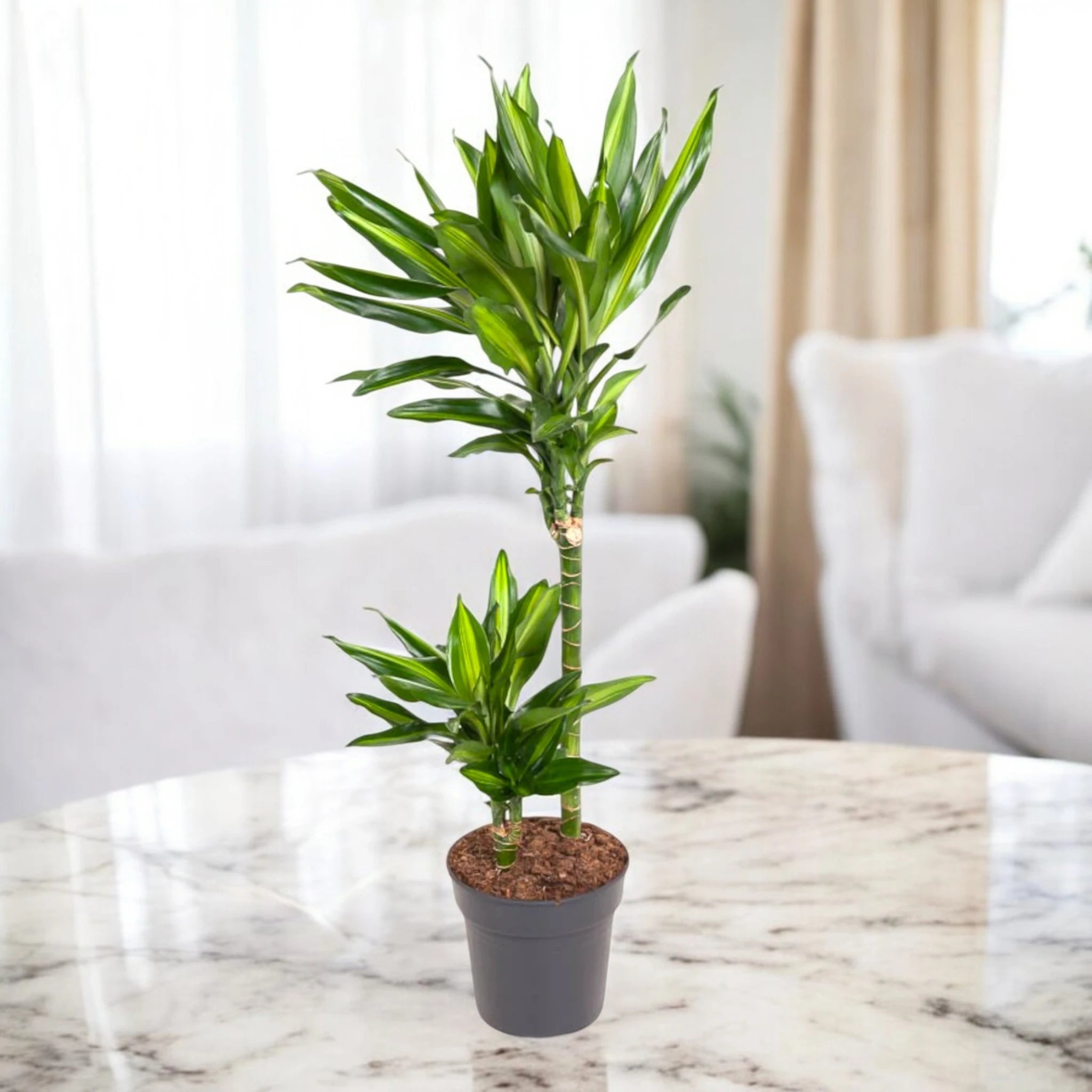 Dracaena Cintho da interno
