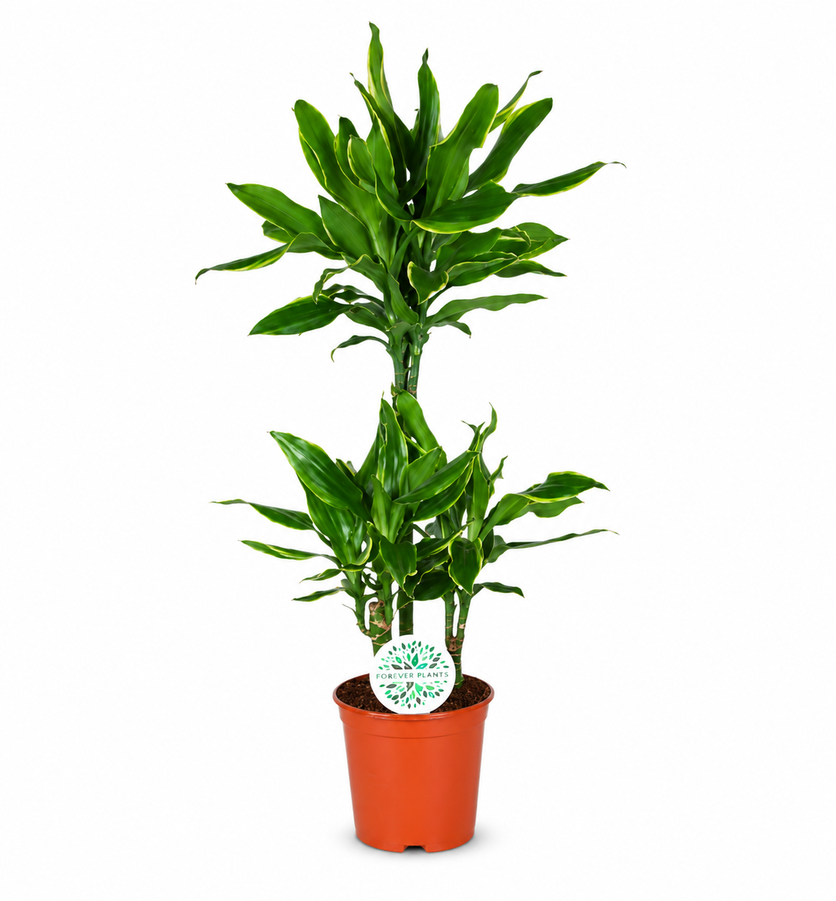 Dracaena fragrans 'Golden coast'