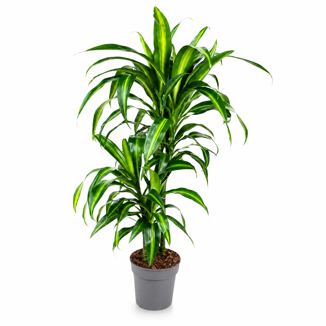 Dracaena fragrans 'Hawaiian Sunshine'