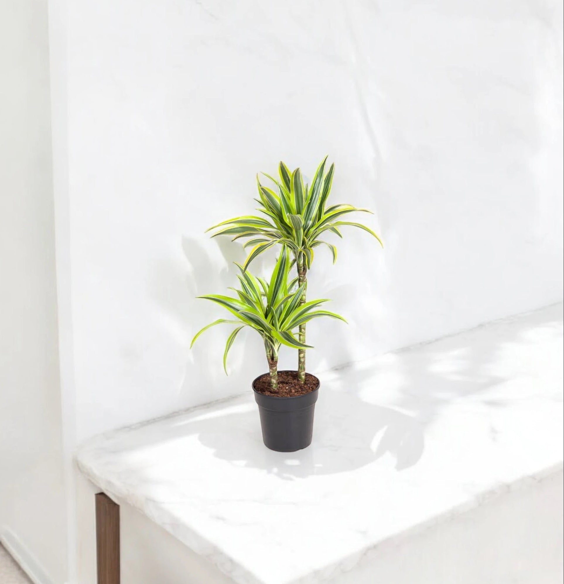 Dracaena fragrans 'Lemon Lime'