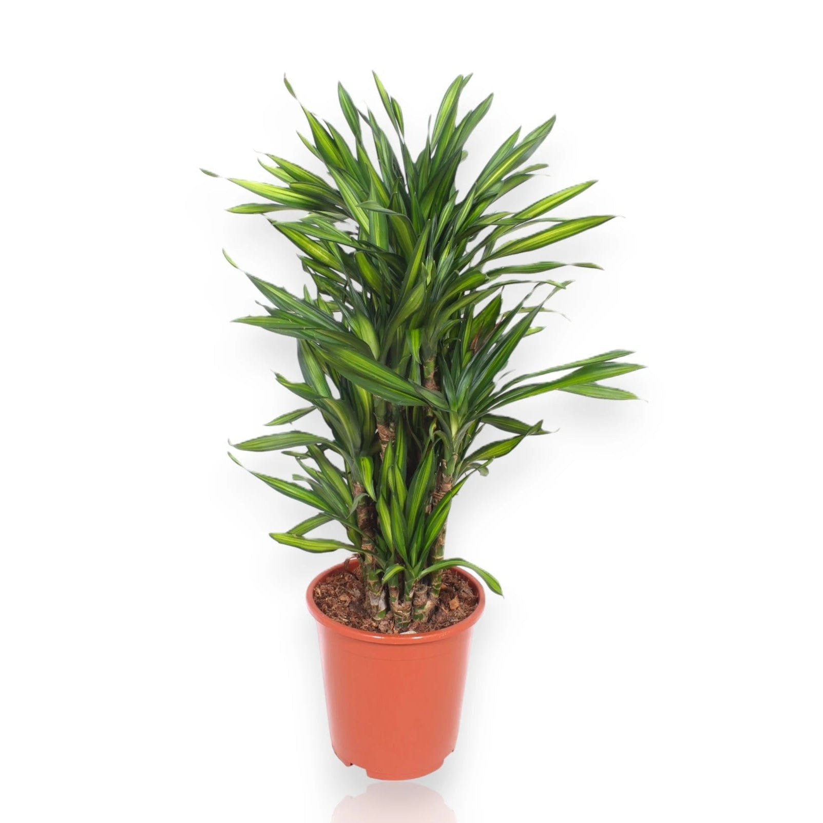 Dracaena fragrans 'Riki'