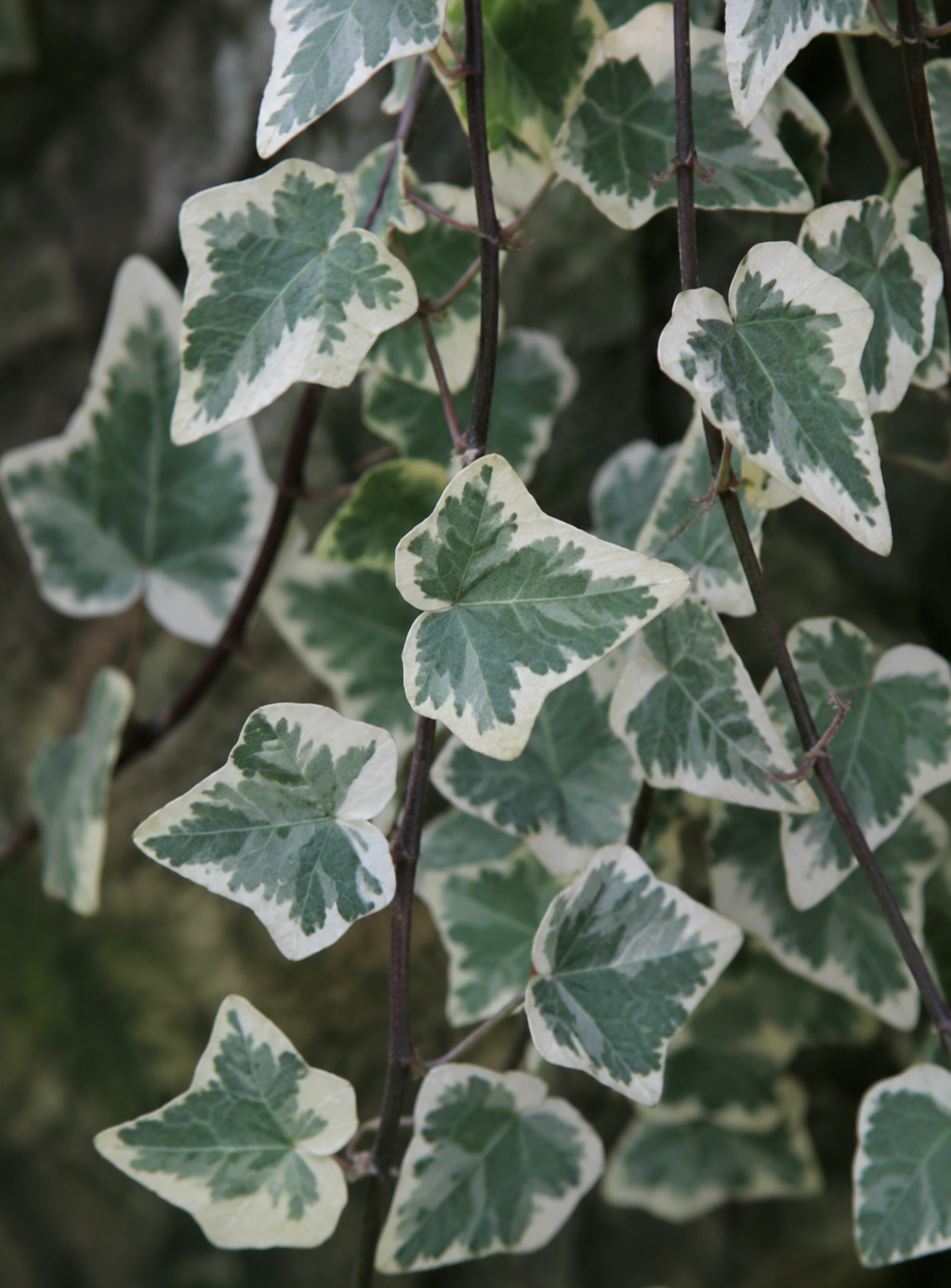 Edera variegata rampicante ornamentale