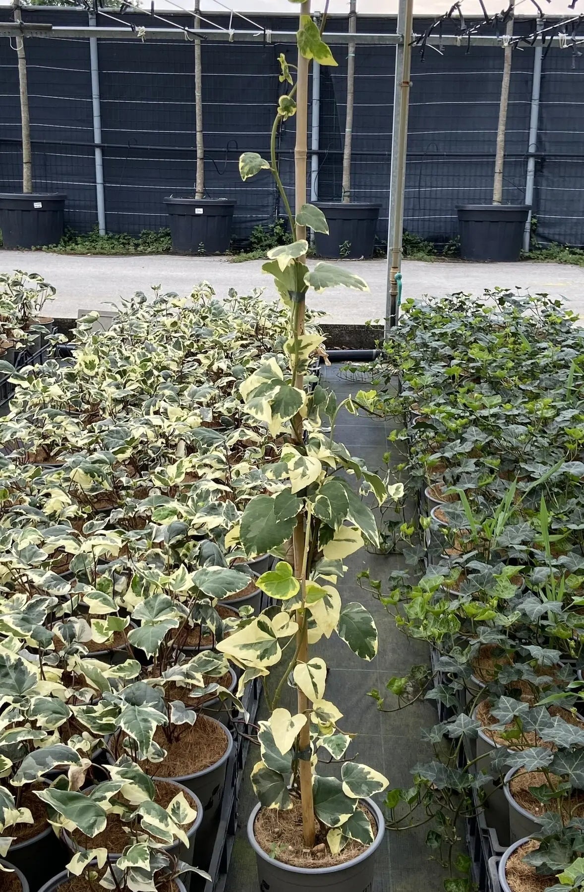 Piante di Hedera Gloire de Marengo in vaso