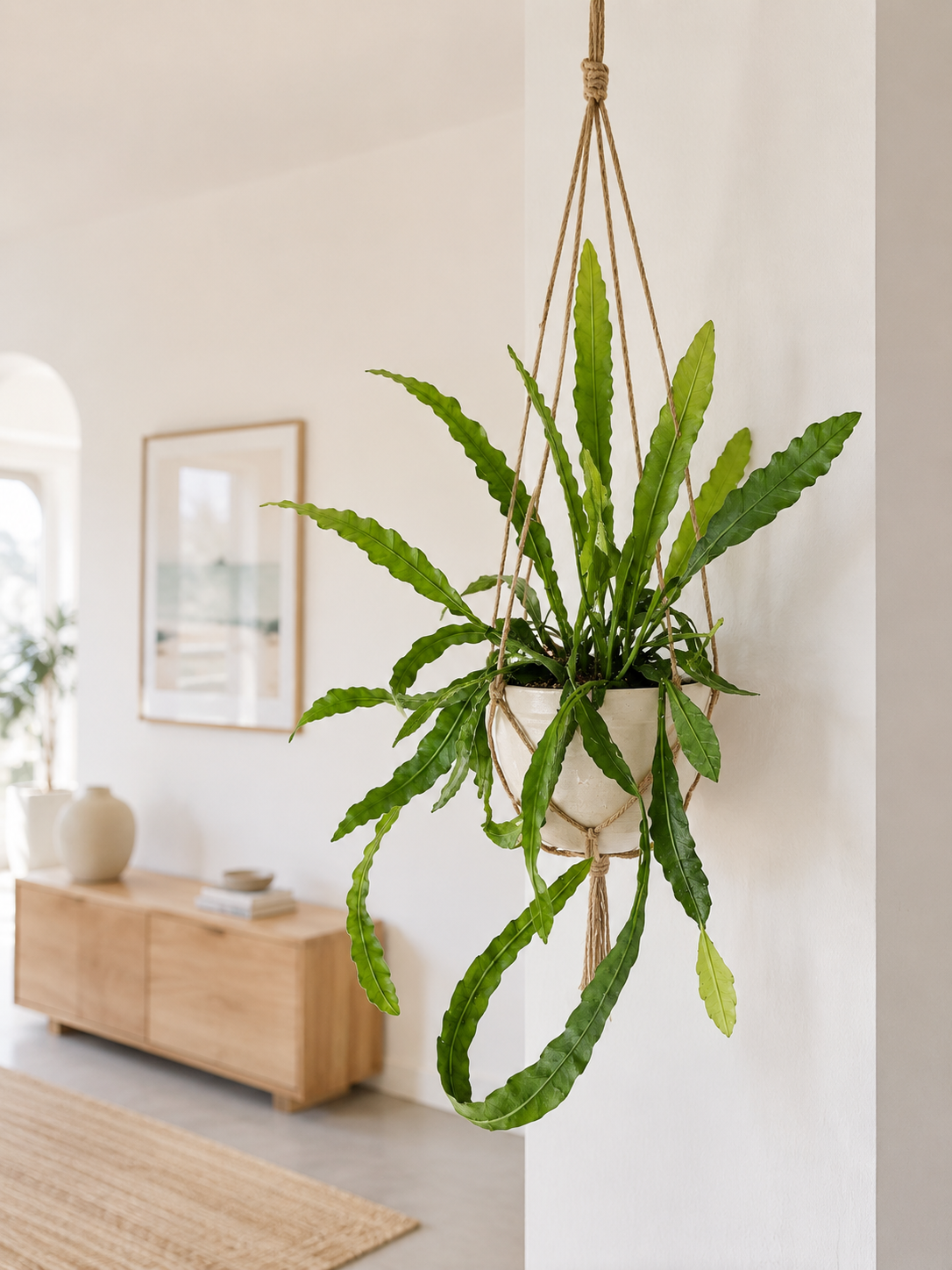Epiphyllum fruhlingsgold appeso con corda decorativa in un soggiorno dallo stile minimal