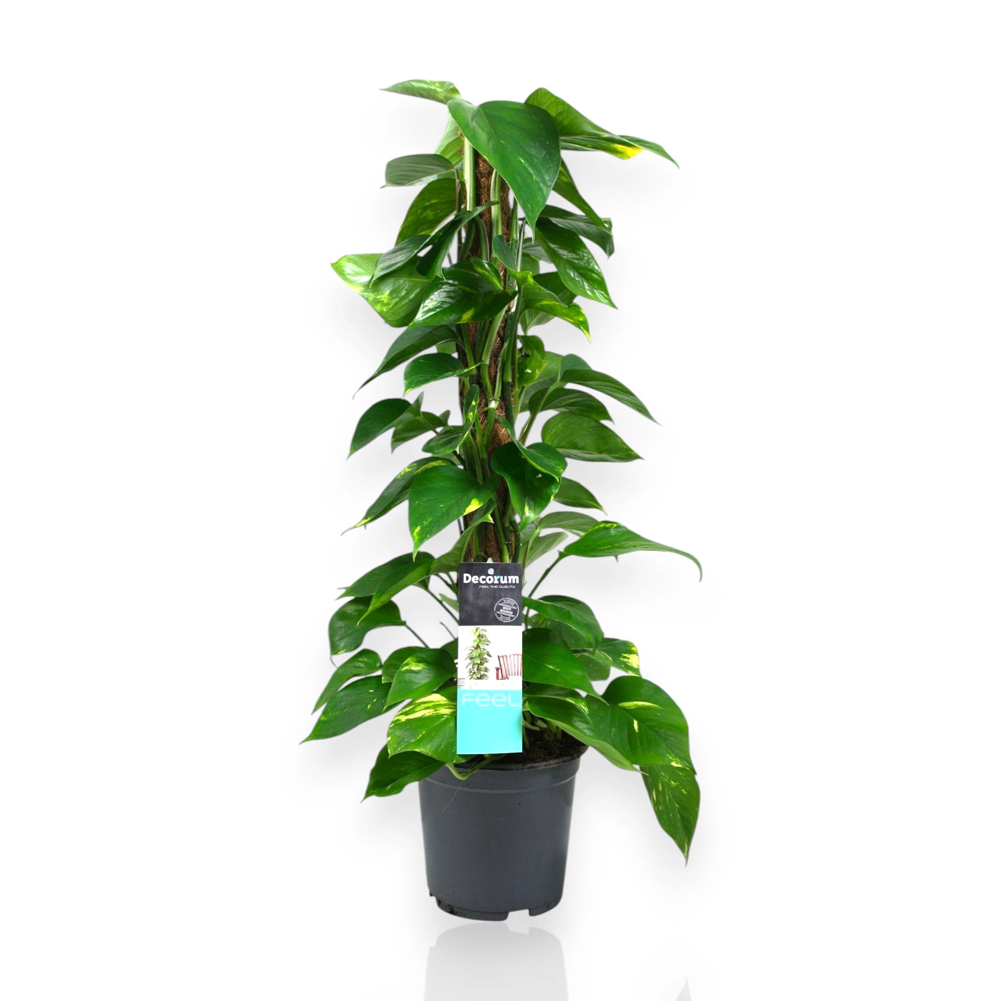 Epipremnum verde in vaso su palo tutore
