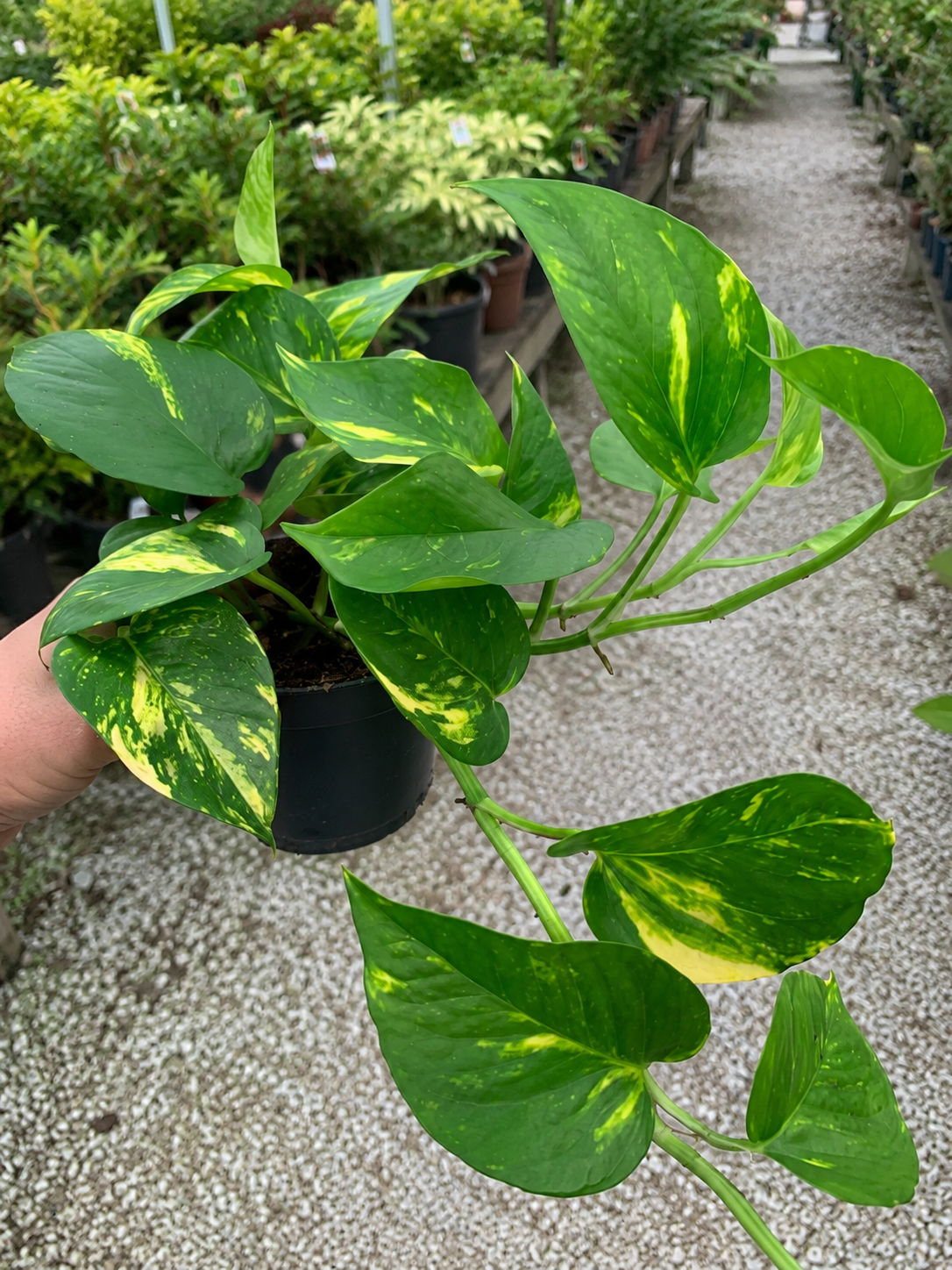 Epipremnum pinnatum 'Aureum' - pothos in vivaio