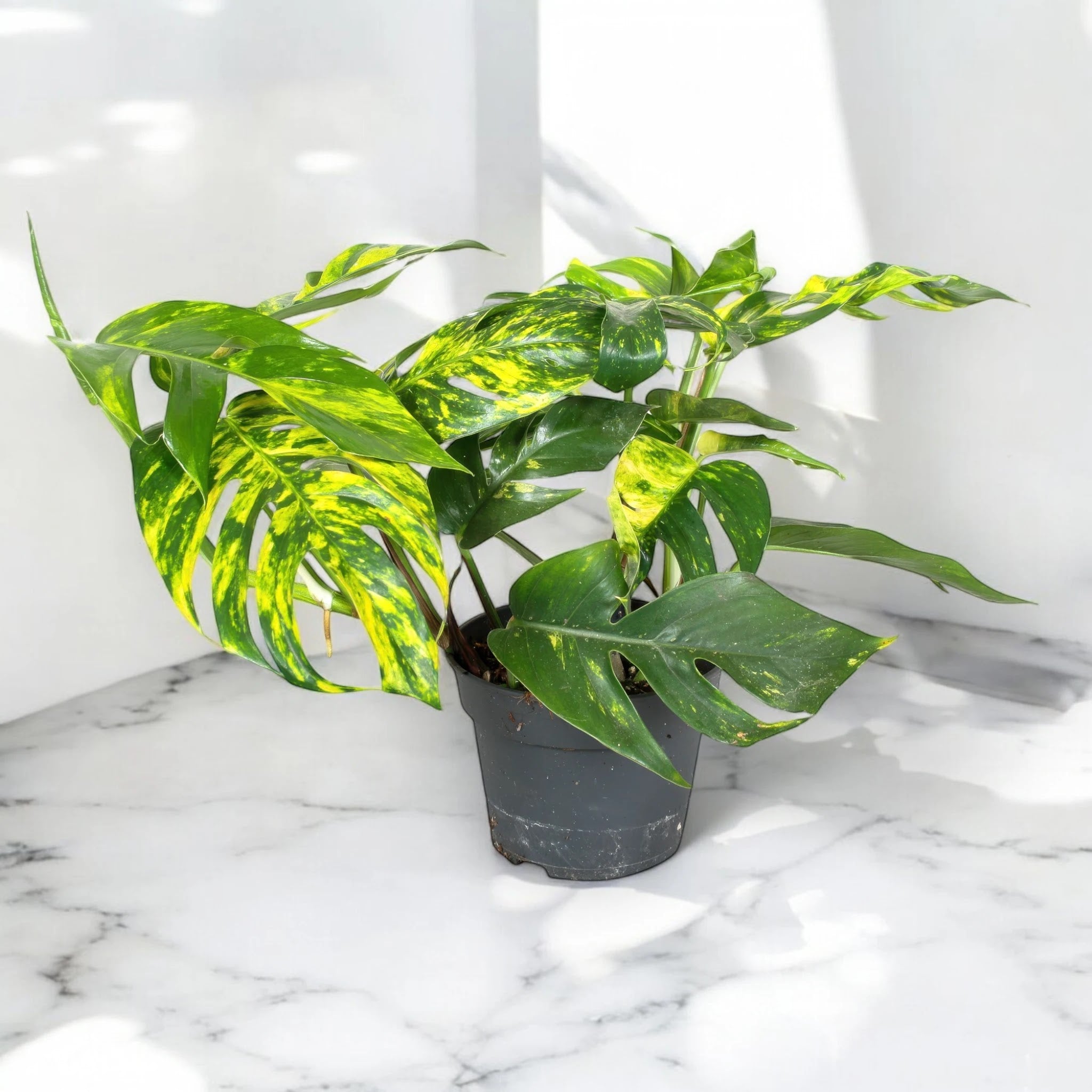 Epipremnum pinnatum 'Cintho goldfinger'