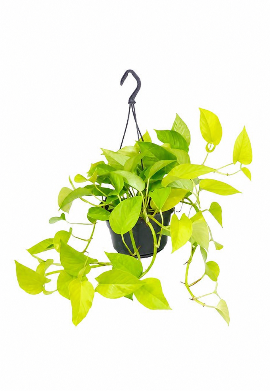 Epipremnum pinnatum 'Golden photos'