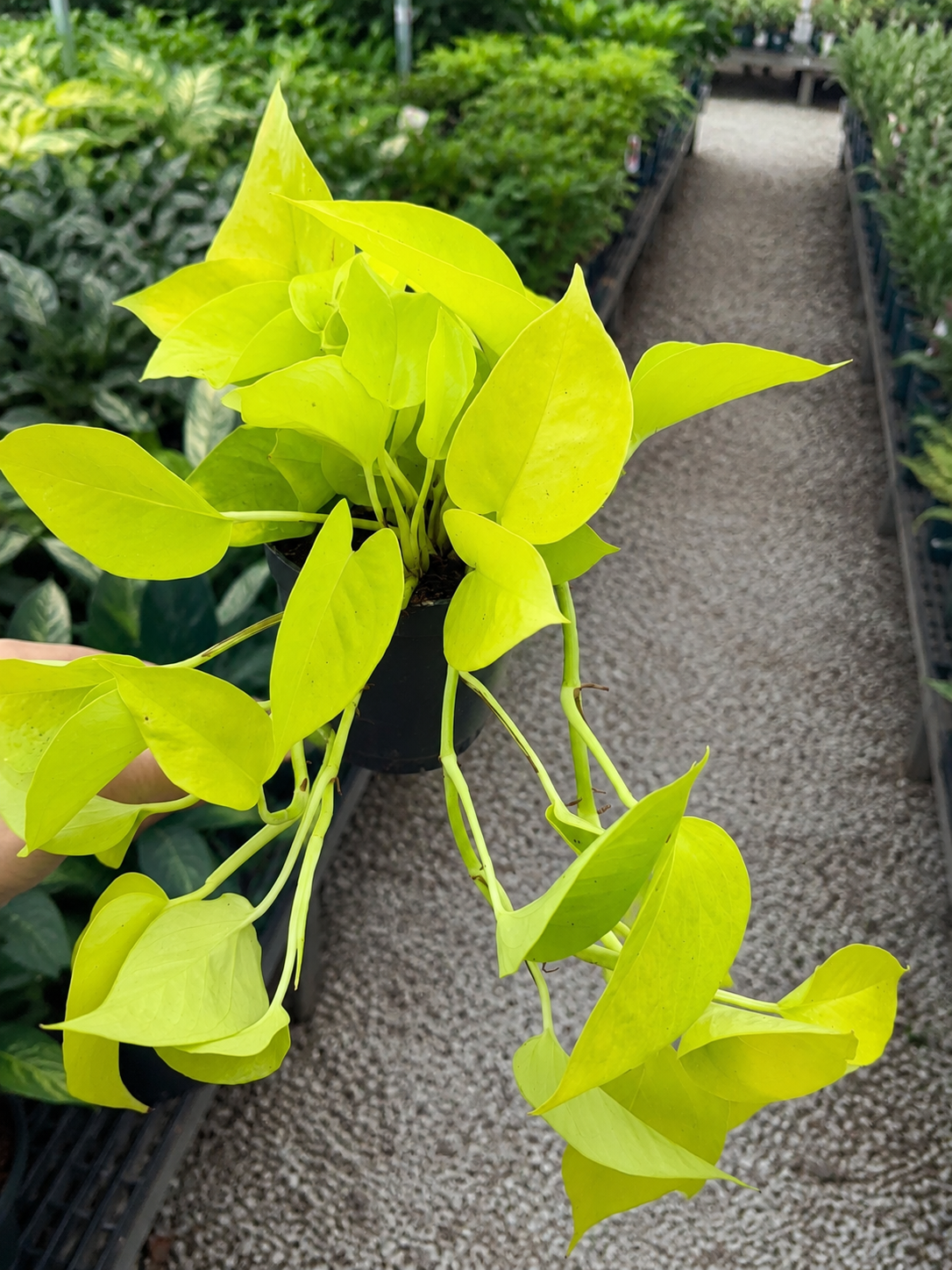 Epipremnum pinnatum 'Golden photos' in vivaio