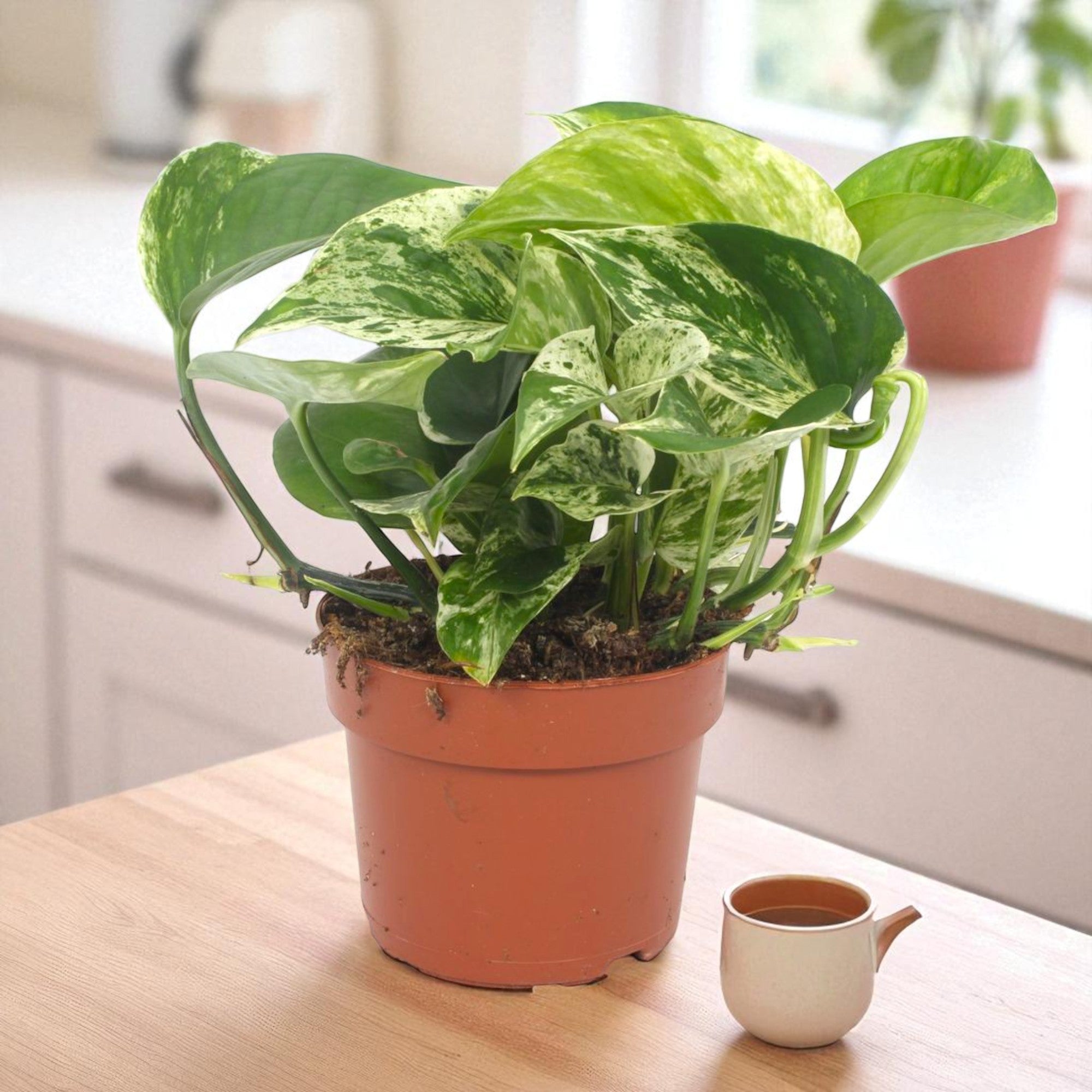 Epipremnum pinnatum Marble Queen pothos - fogliame variegato