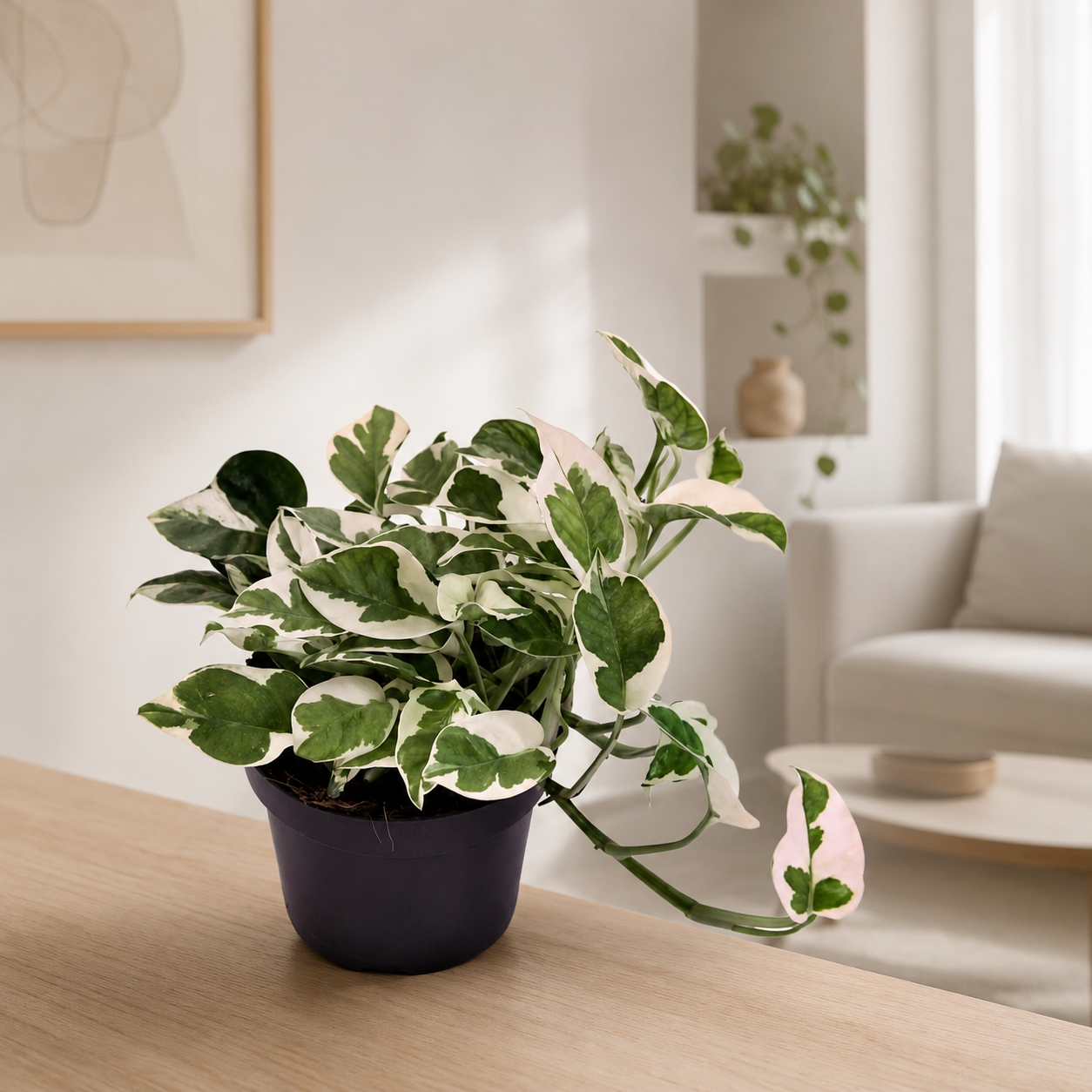 Epipremnum pinnatum 'N'Joy' - pothos in casa