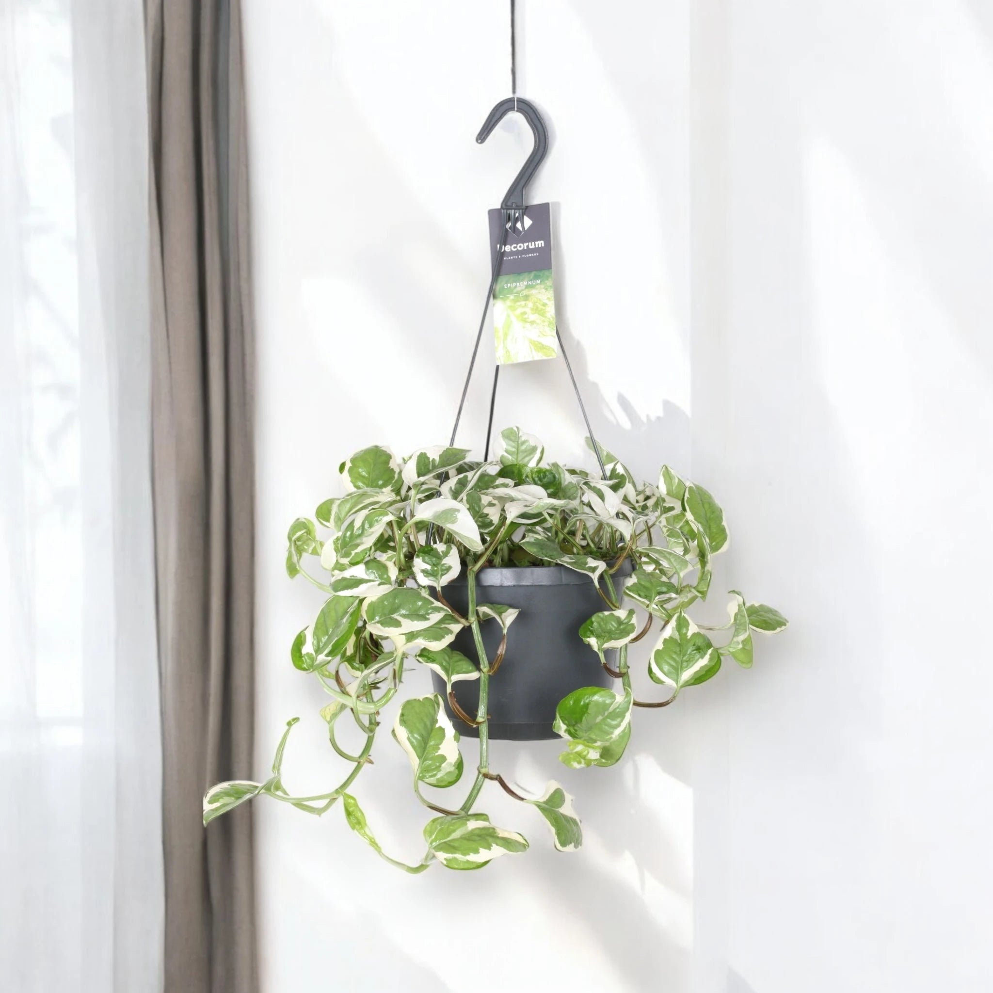 Epipremnum pinnatum 'N'Joy' - pothos in sala