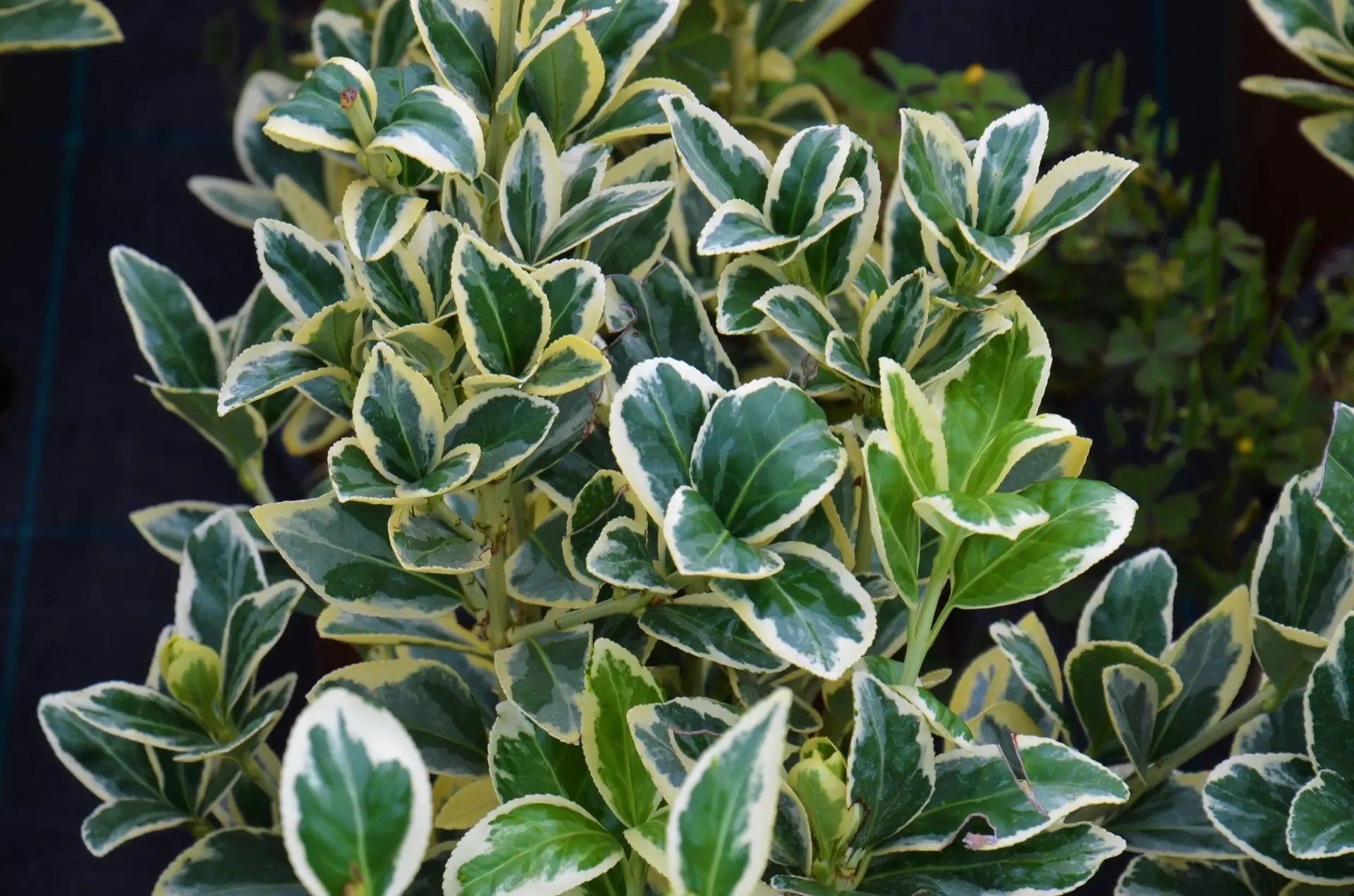 Dettaglio foglie Euonymus japonicus 'Bravo'
