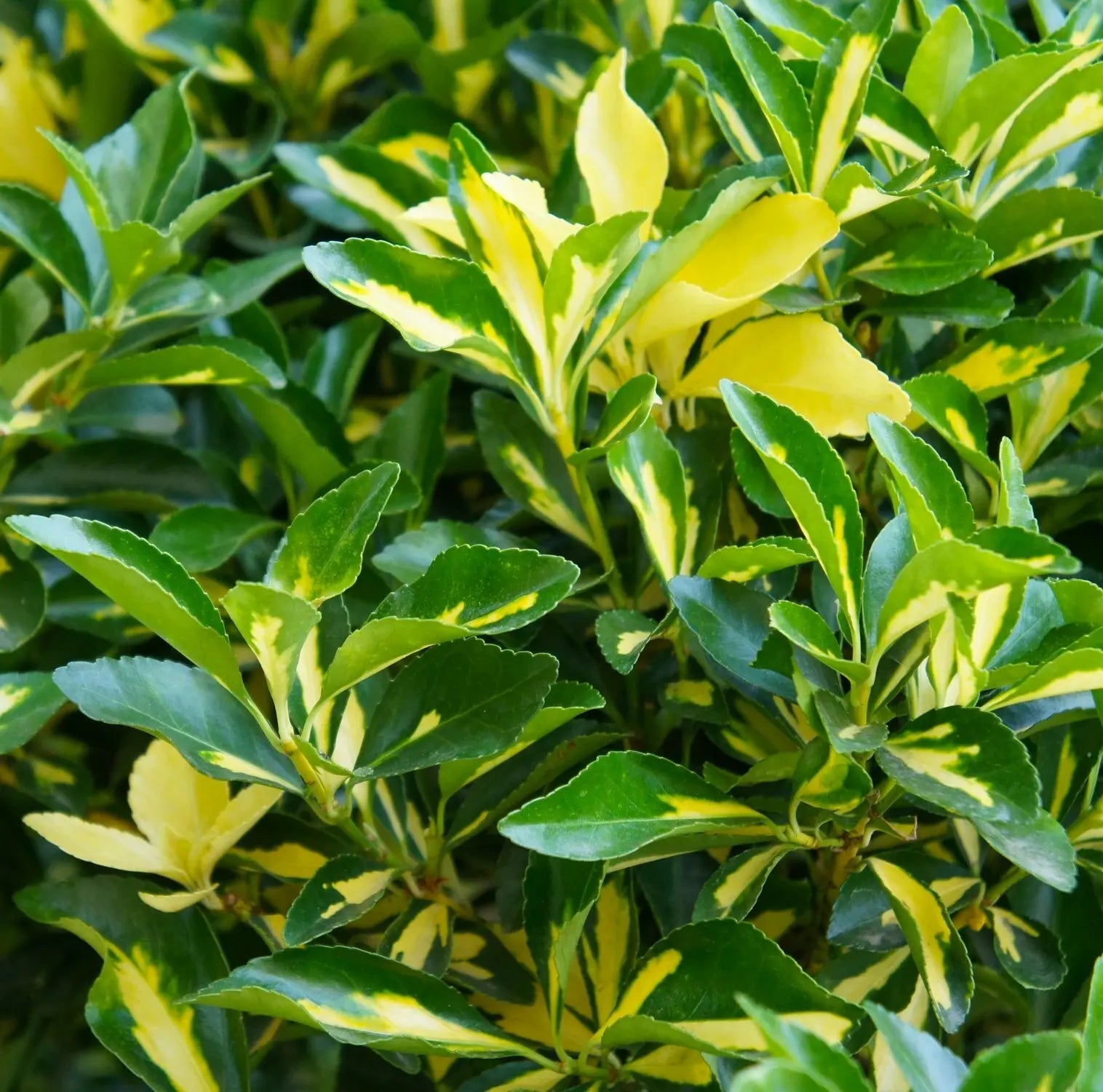 Fogliame giallo-verde di Euonymus Aureopictus Livornese