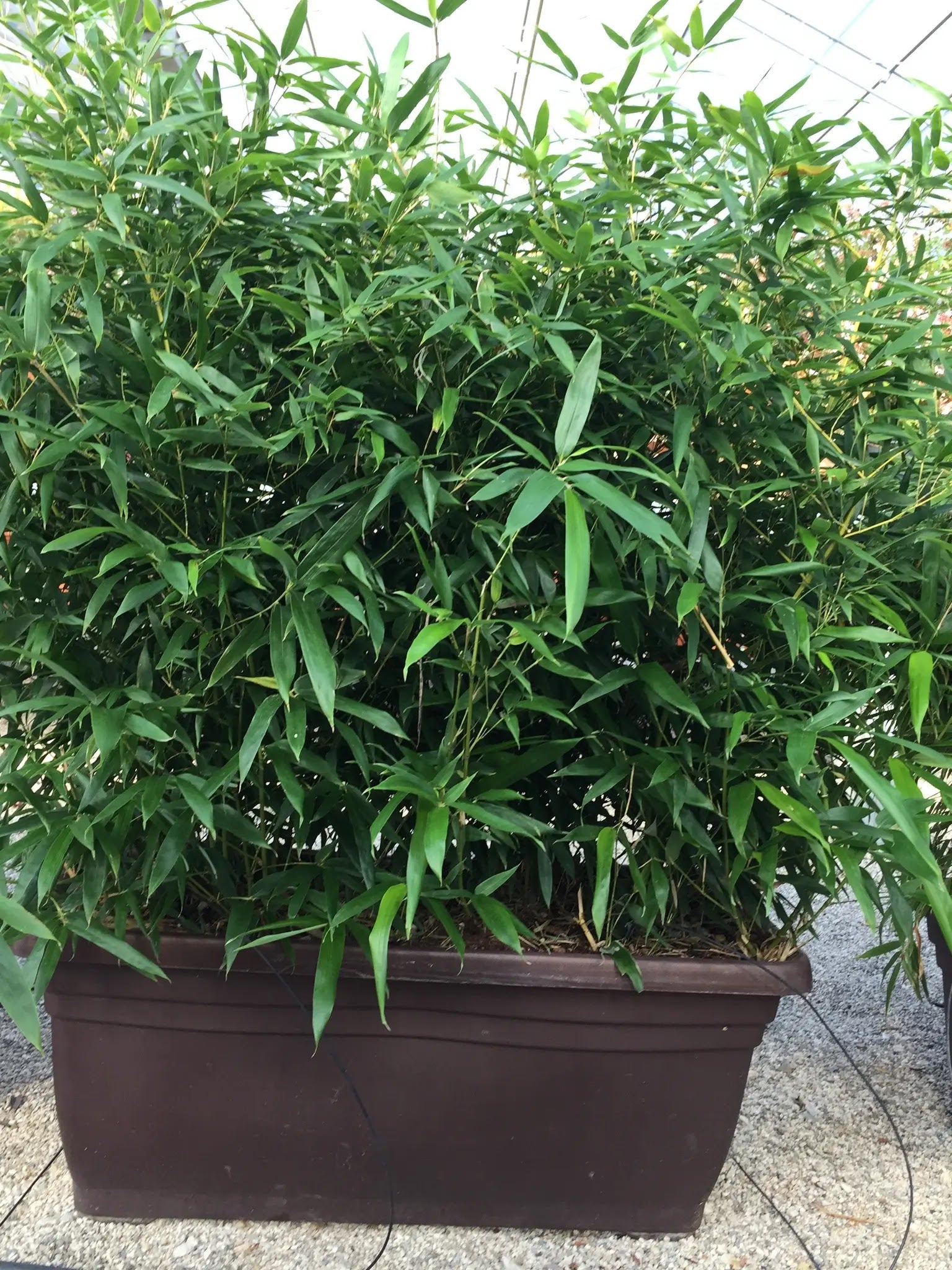 Pianta di Fargesia rufa verde in vaso