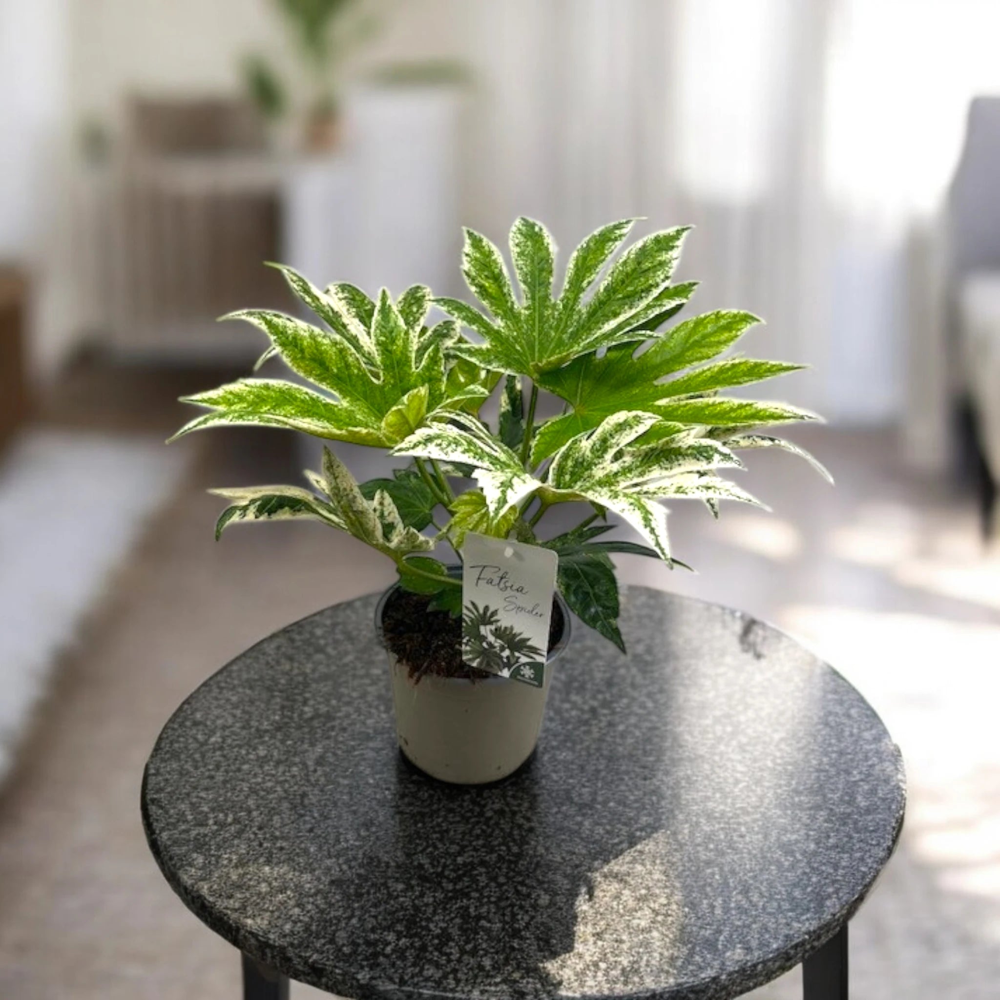 Aralia variegata su tavolino