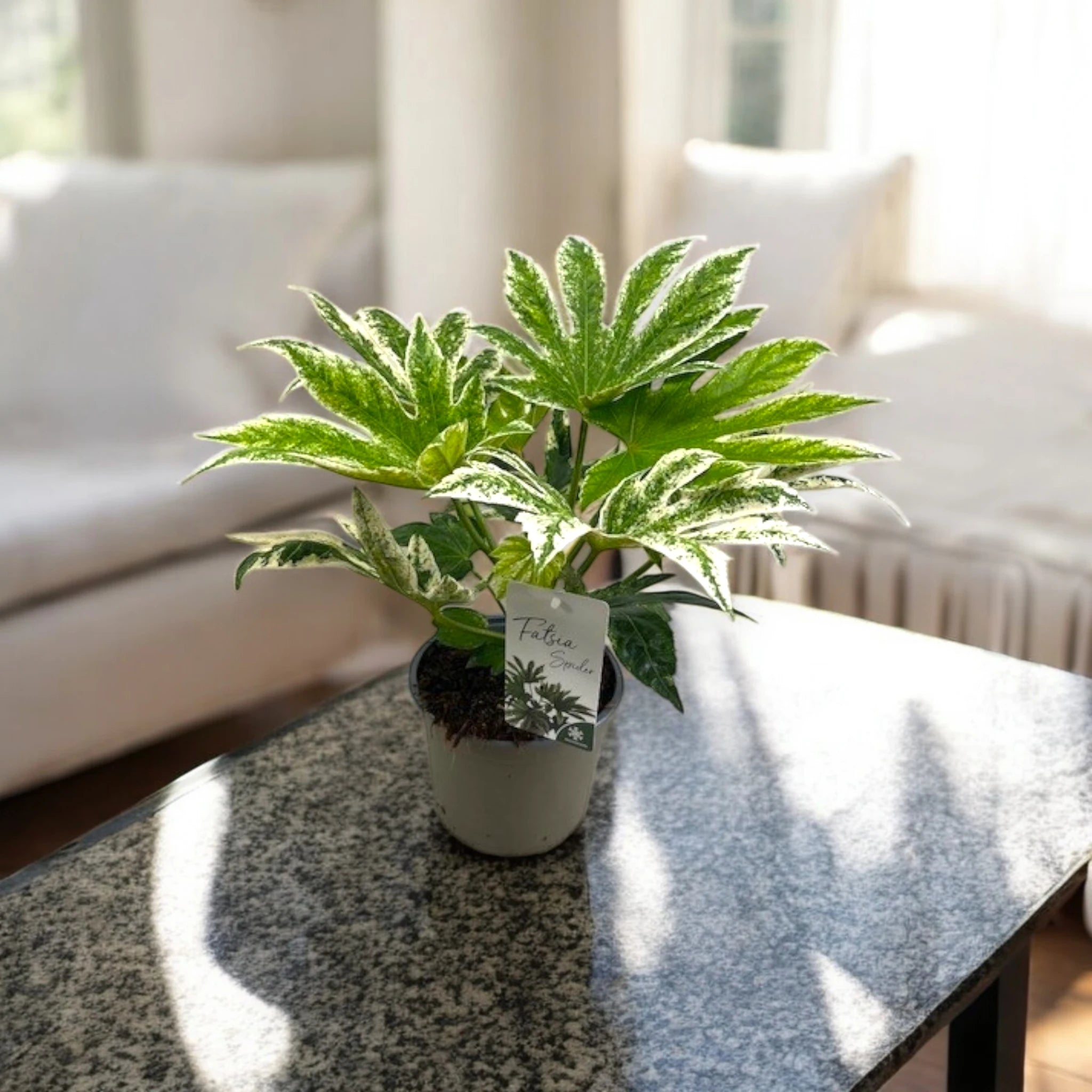Pianta di Aralia variegata da appartamento