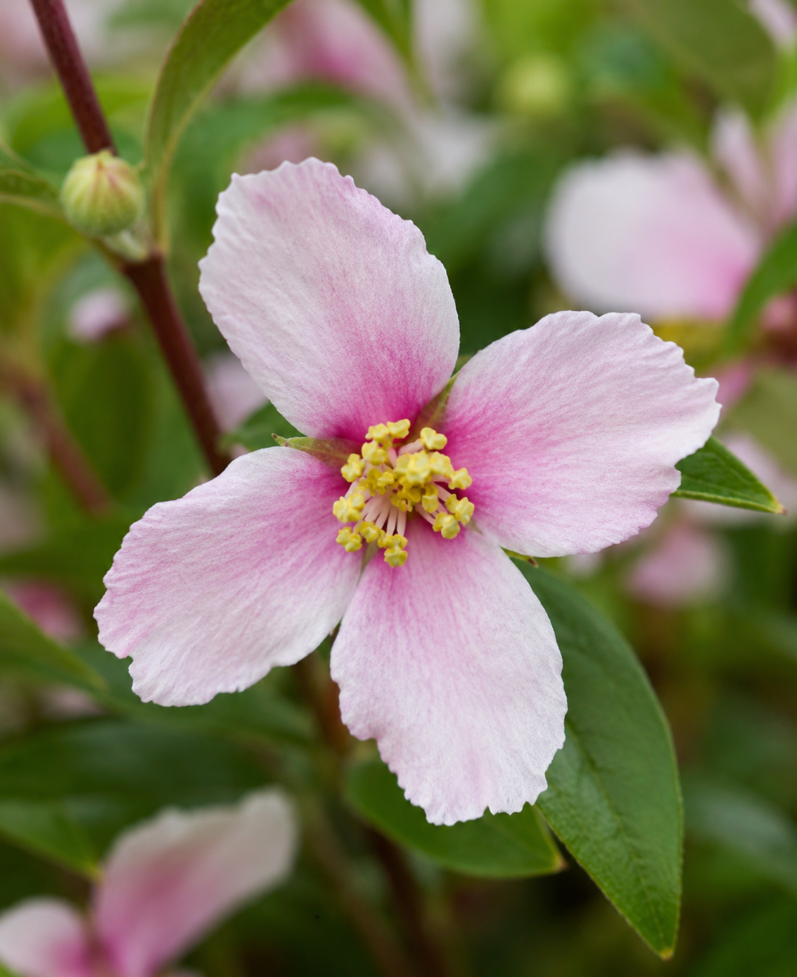 Filadelfo - Philadelphus 'Petite Perfume Pink' dettaglio fiore