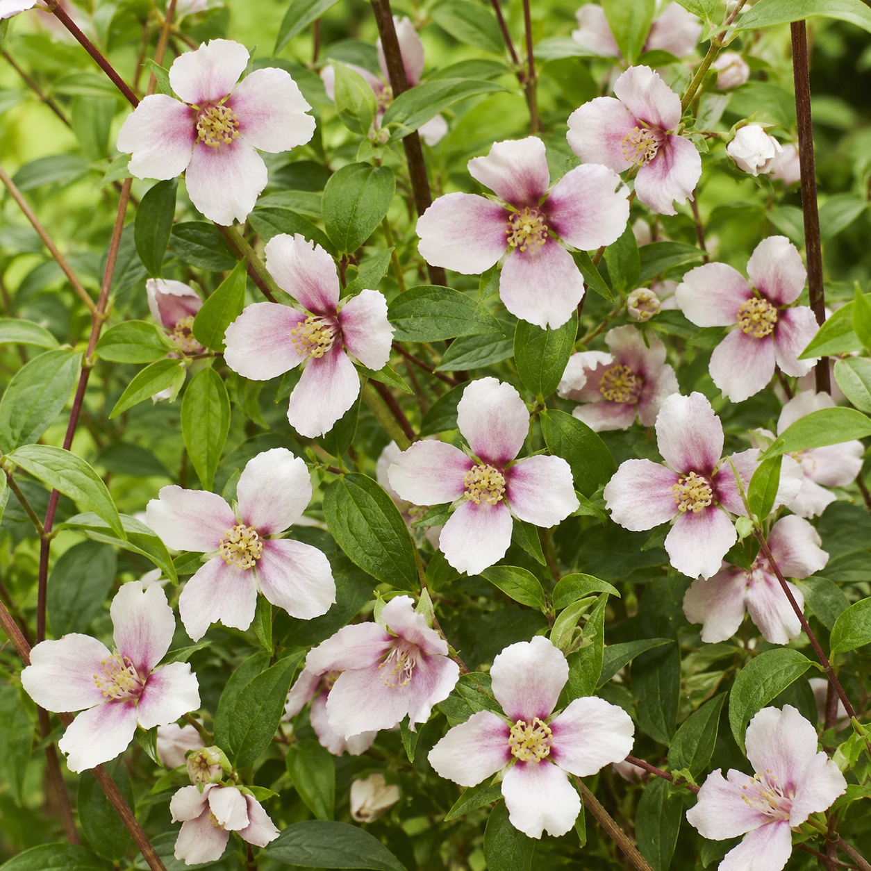 Filadelfo - Philadelphus 'Petite Perfume Pink' in fiore