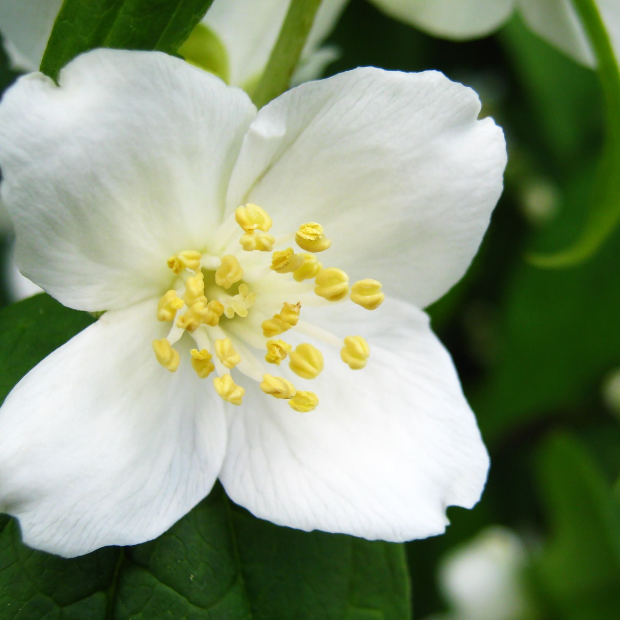 Filadelfo - Philadelphus 'Petite Perfume White' fiore