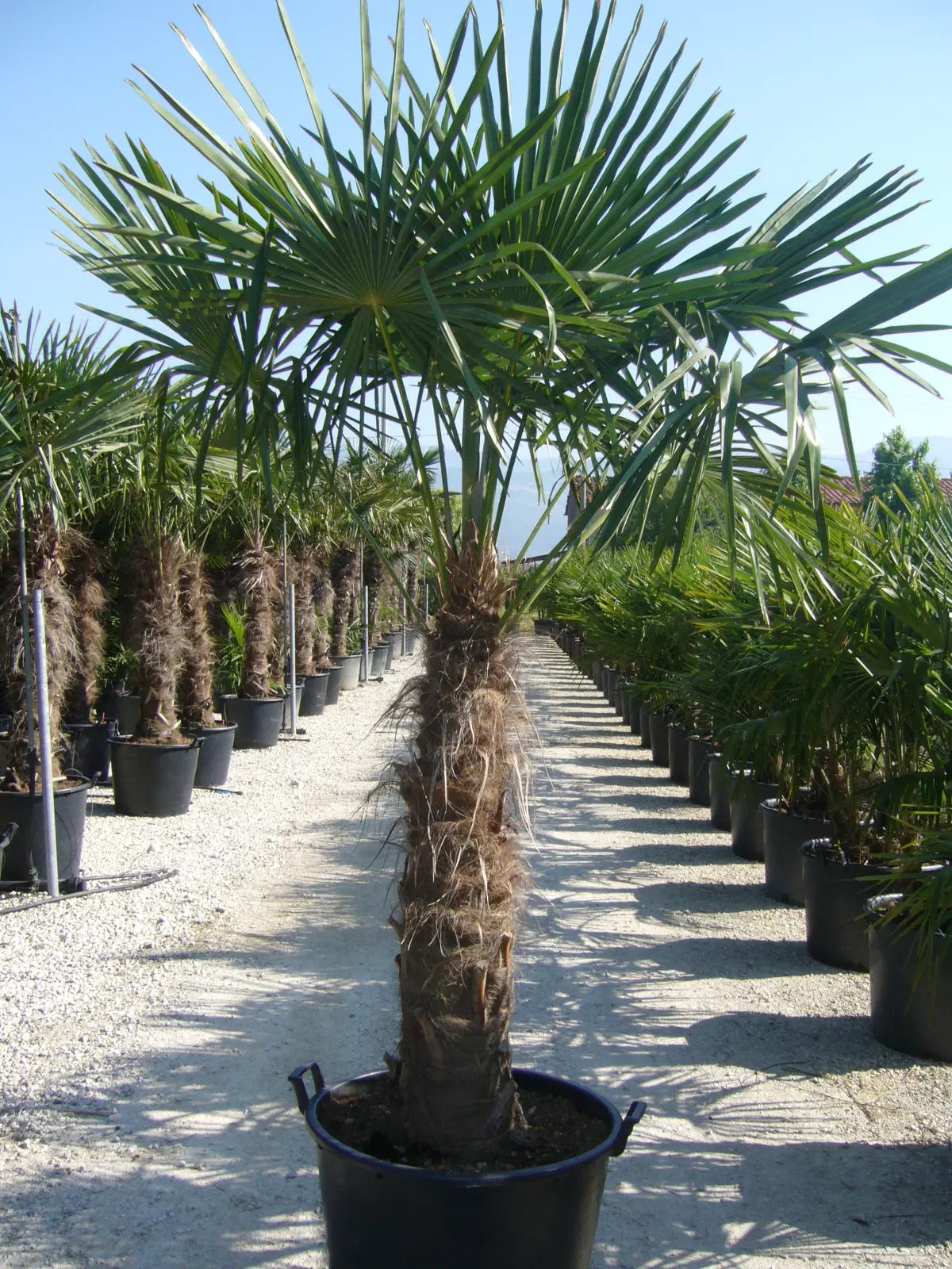 Trachycarpus fortunei coltivate in fila all'interno di un vivaio con esemplari di grandi dimensioni.