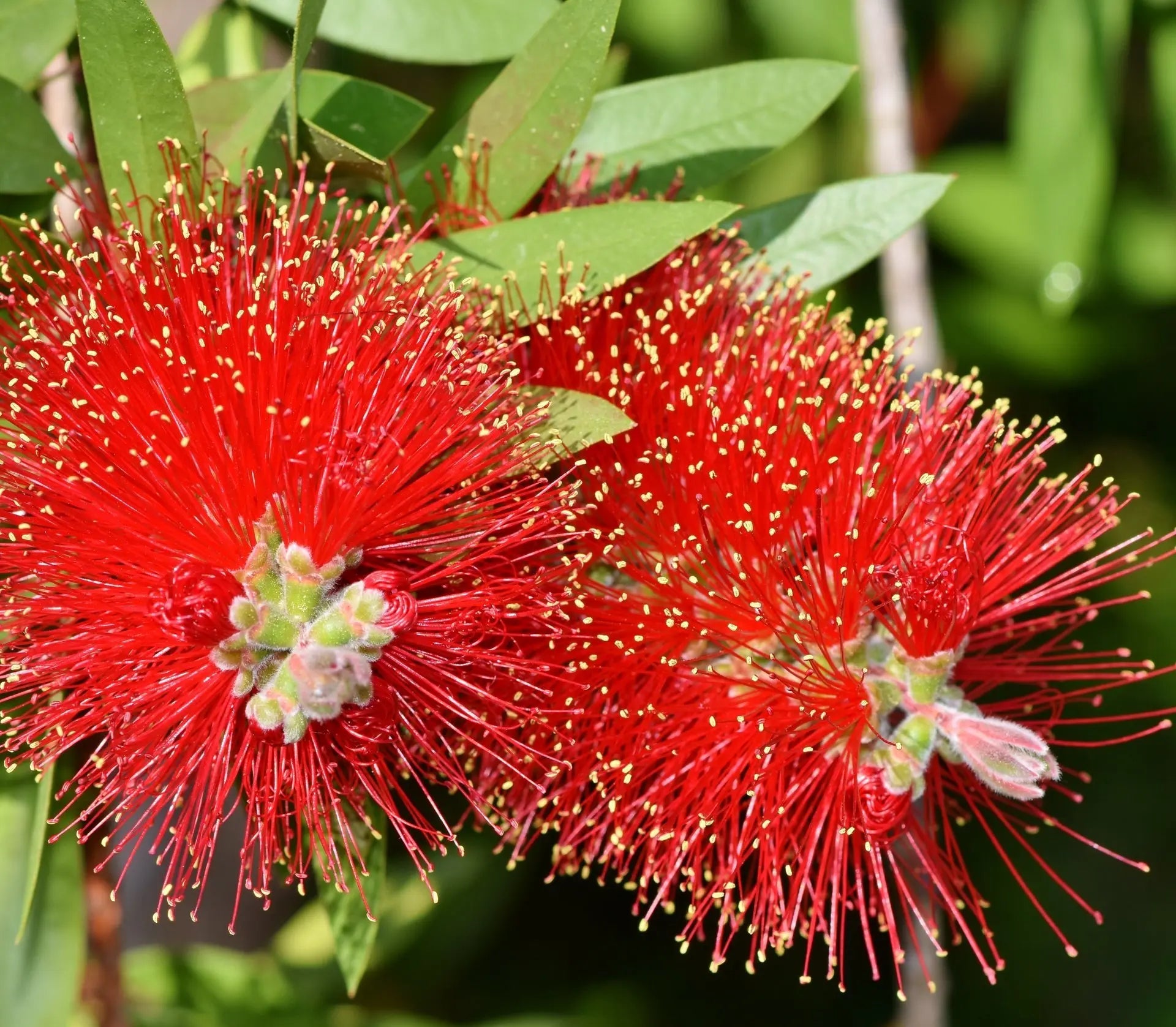 Infiorescenze rosse di Callistemon Laevis