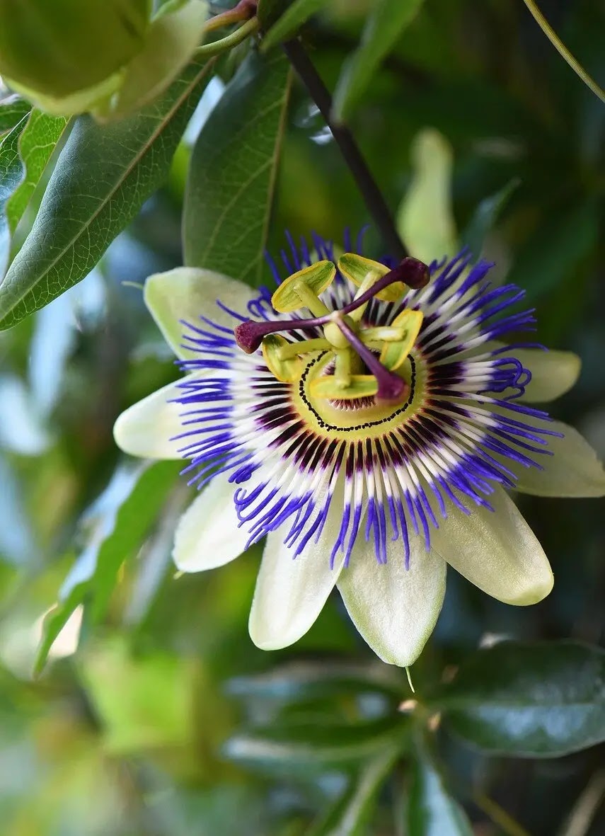 Fiore viola e bianco di passiflora