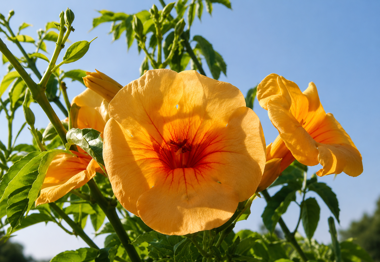 Fiore dorato di Summer Jazz