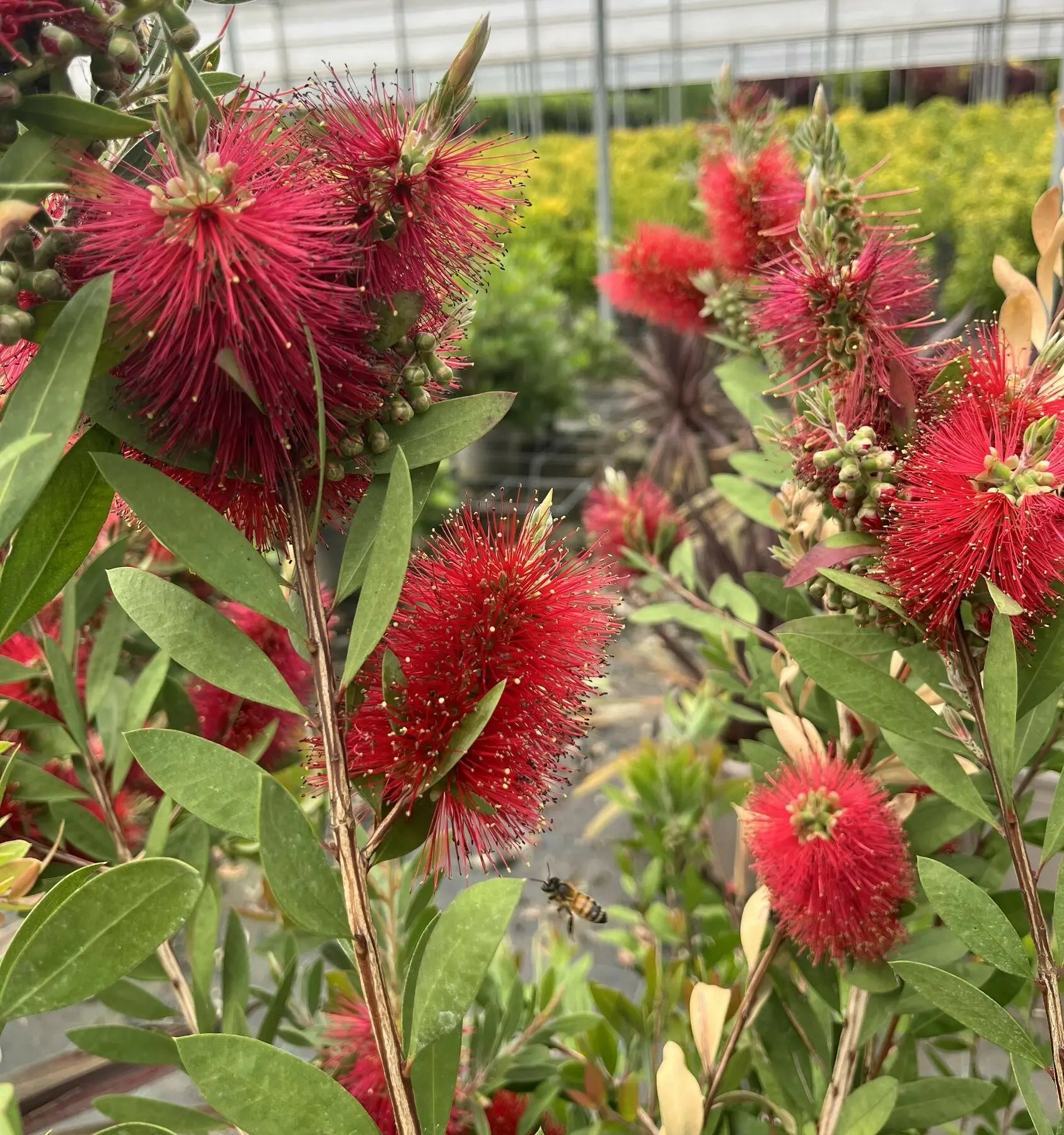 Fiore di Callistemon in primo piano