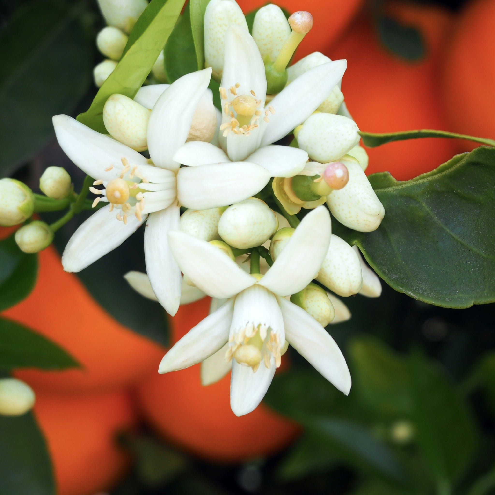 Fiori bianchi e profumati di zagara dell'arancio Washington Navel