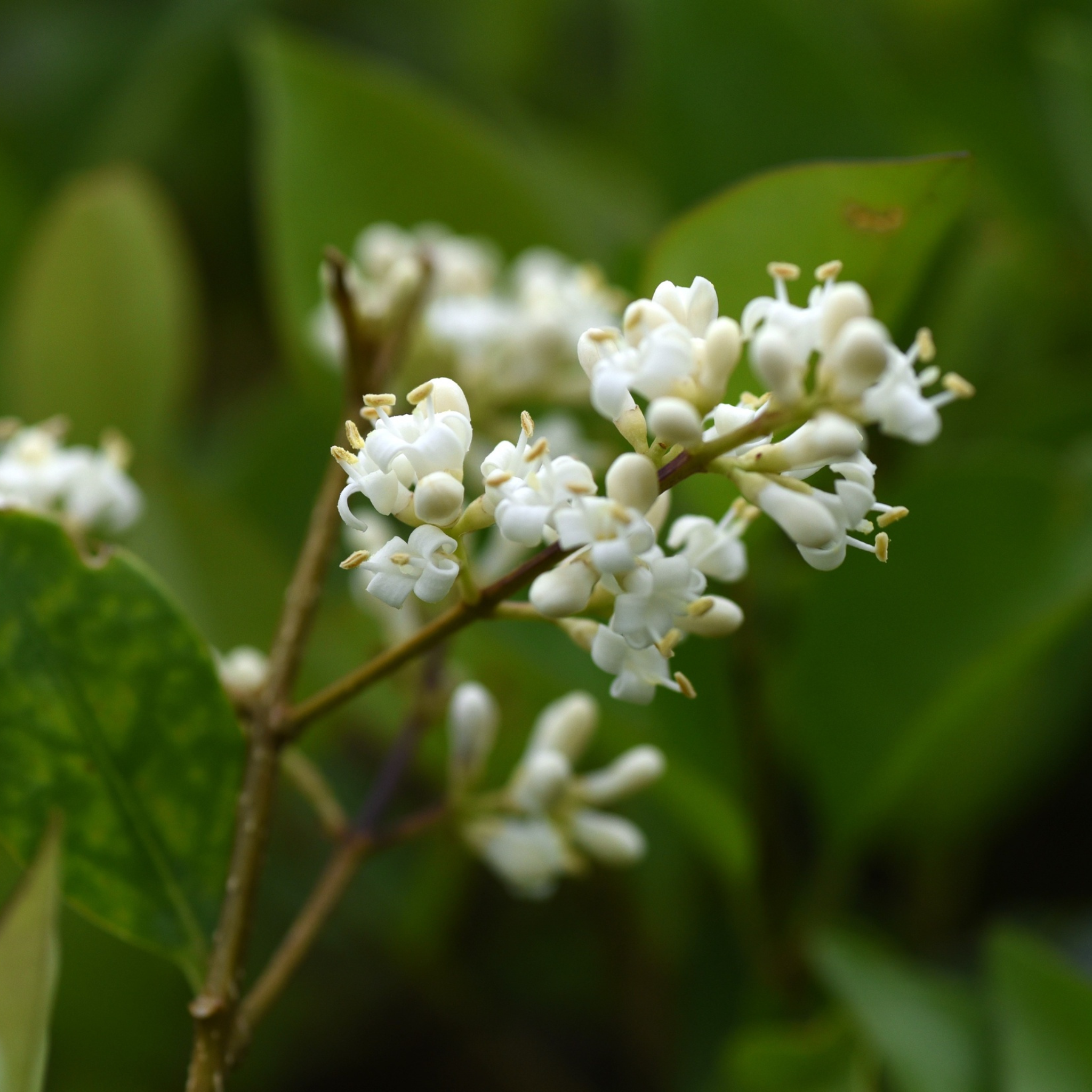 Fiori profumati di Ligustrum texanum